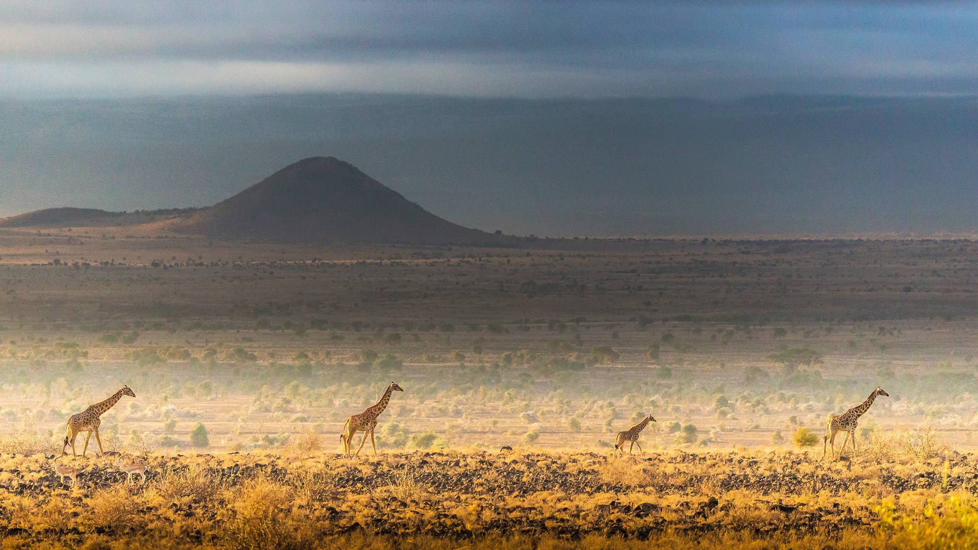 野生动物的生活|马赛长颈鹿，安波塞利国家公园，肯尼亚 |© Art Wolfe/DanitaDelimont.com