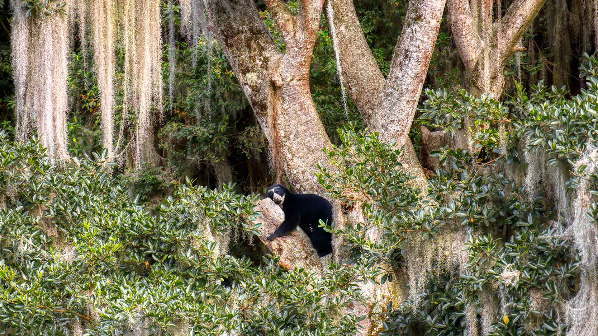 野外奇观|眼镜熊在树上休息, 厄瓜多尔 |© Andy Rouse/Nature Picture Library