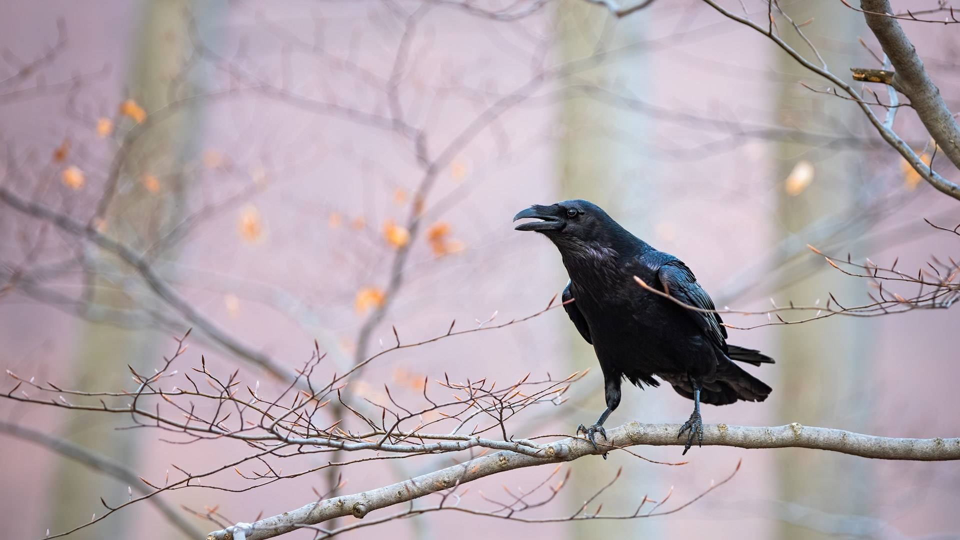 黑衣美人|普通乌鸦坐在树枝上 |© WildMedia/Shutterstock
