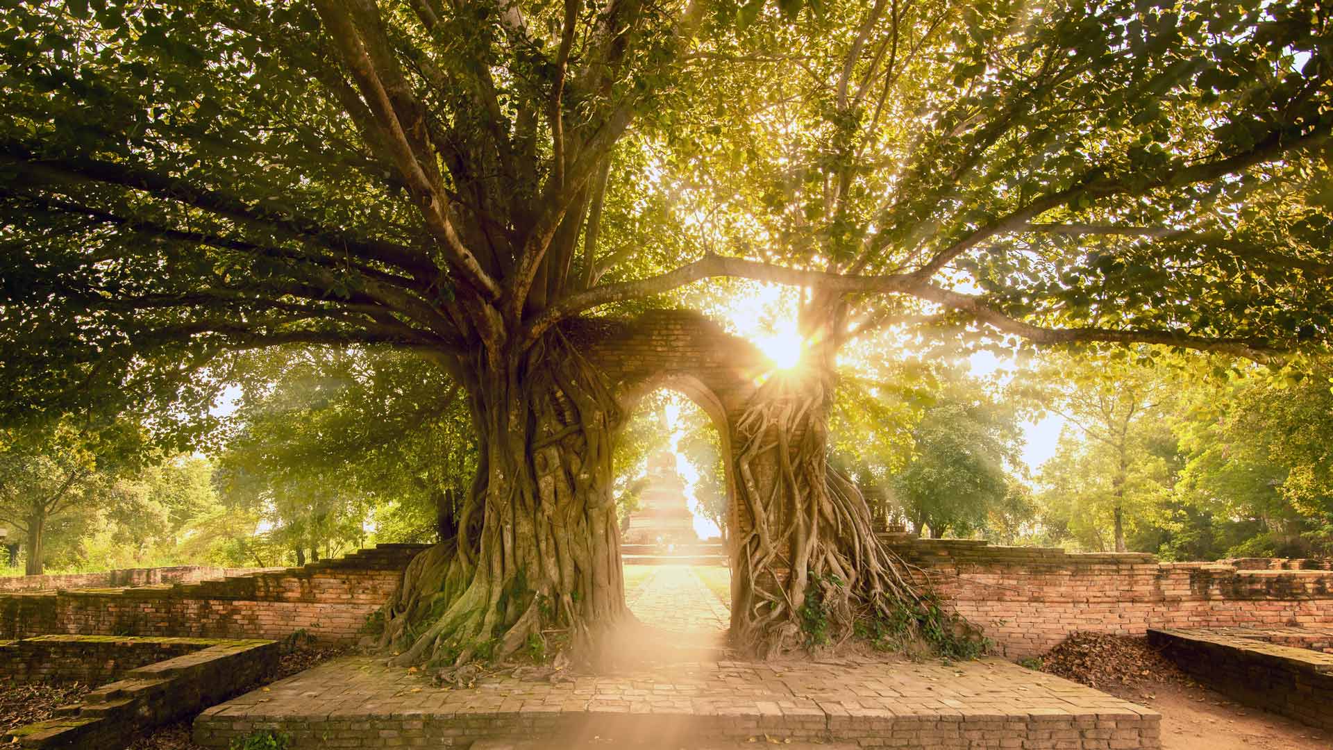 一个π|Wat Phra Ngam，大城府历史公园，泰国 |© boonchai wedmakawand/Alamy Stock Photo