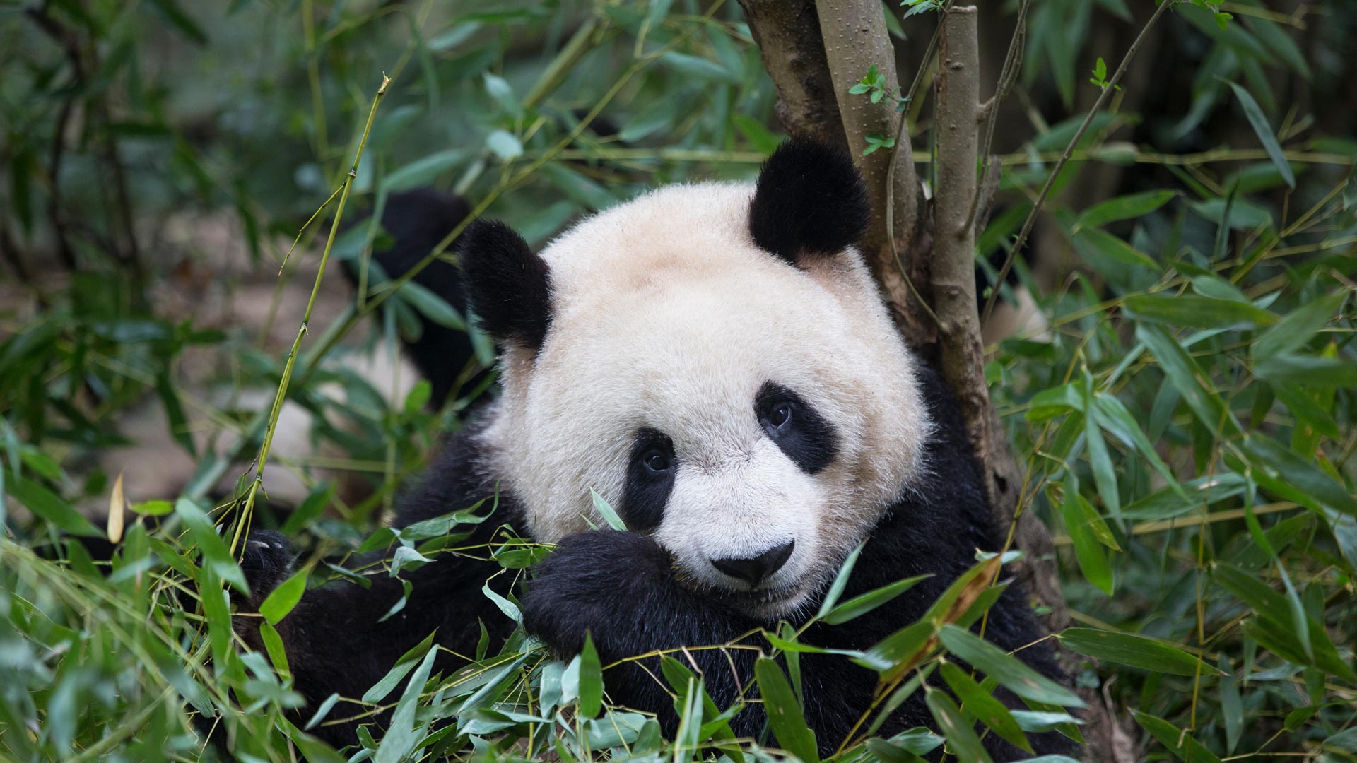 被竹子包围了|正在吃竹子的大熊猫，中国成都 |© Suzi Eszterhas/Minden Pictures