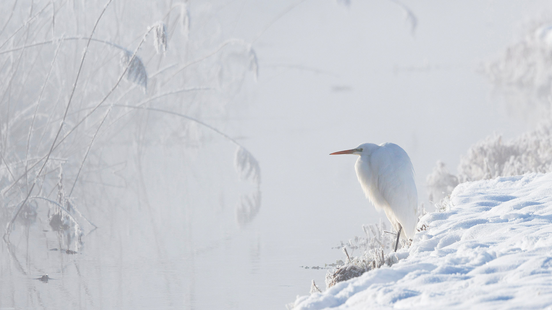 雪原之王|大白鹭，上巴伐利亚州，德国 |© Konrad Wothe/naturepl.com