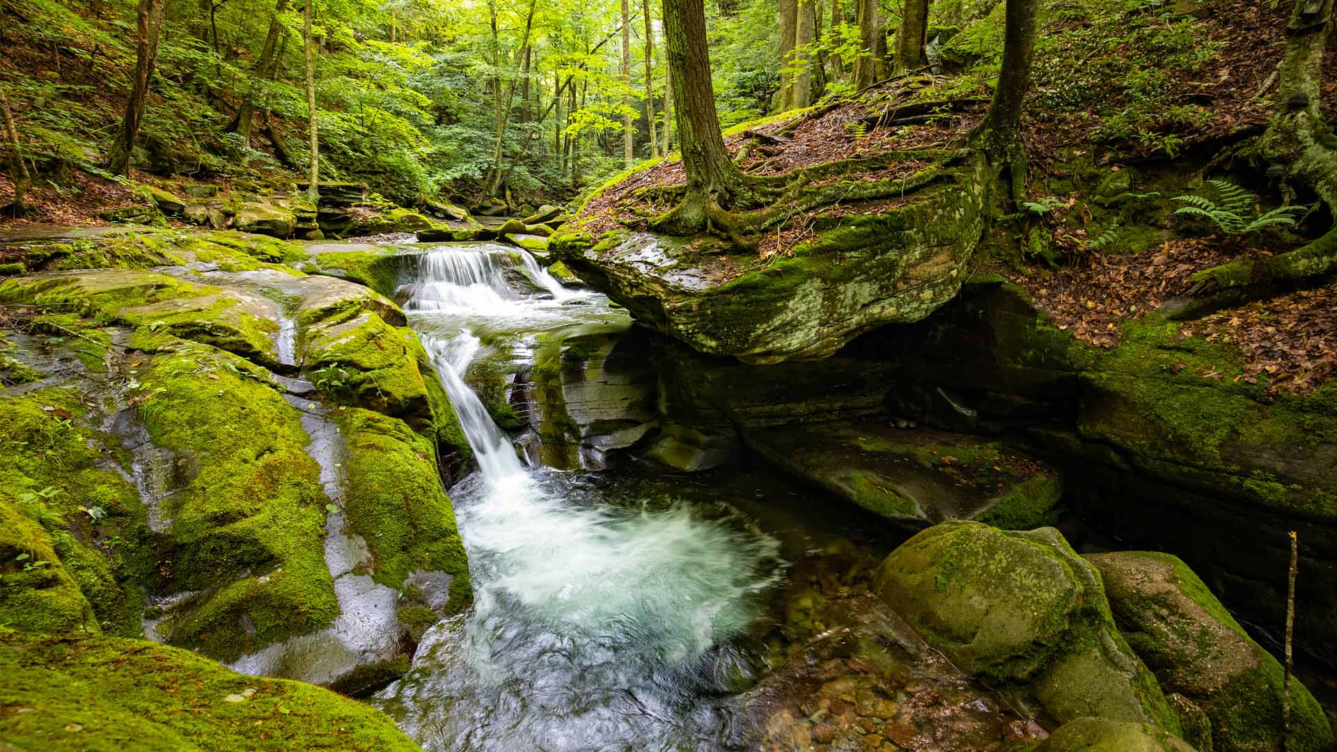 溪水潺潺|熊洞溪，卡茨基尔山脉，纽约，美国 |© GummyBone/Getty Images