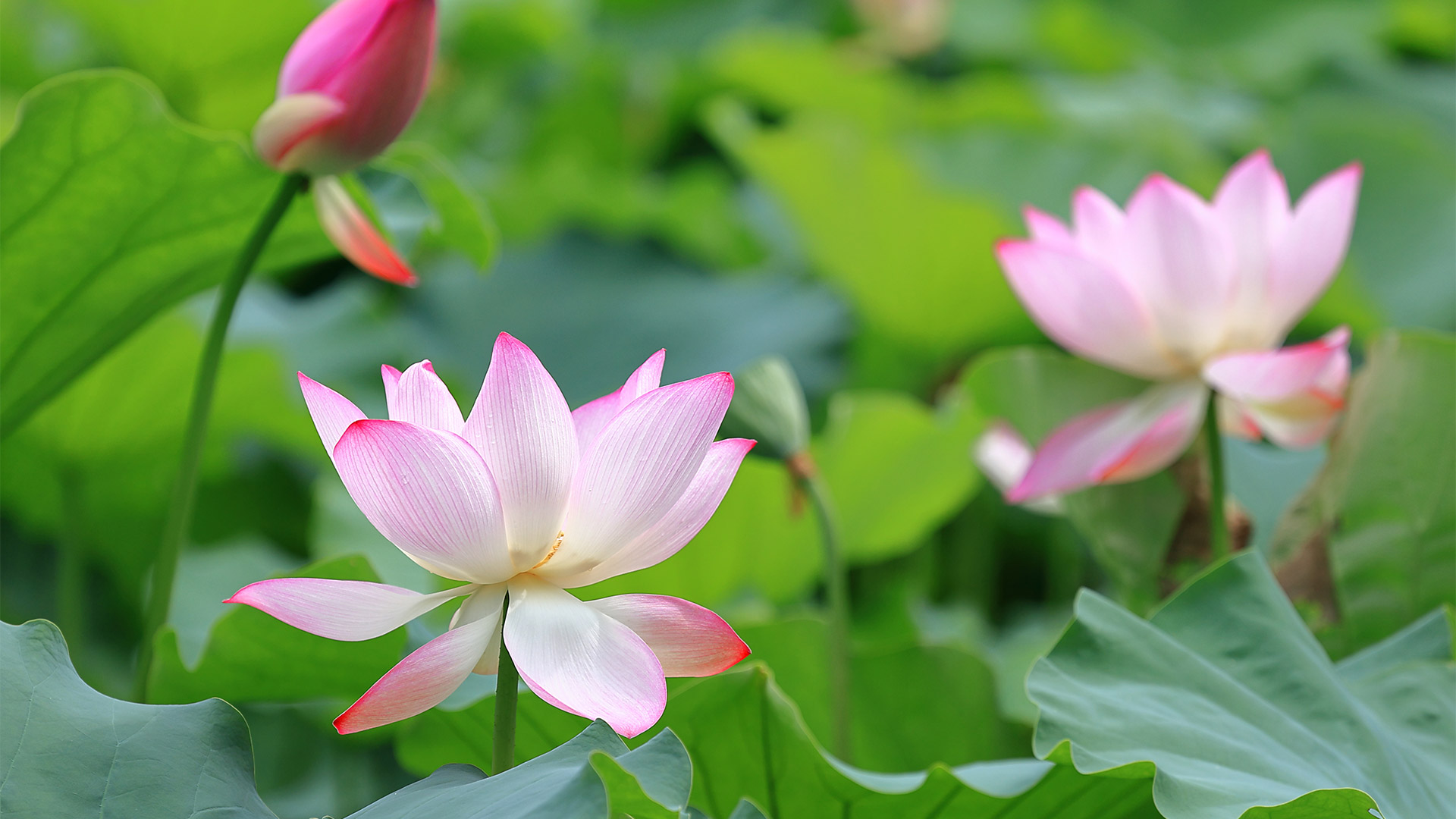 藕花风起，首夏清和|莲花与莲花植株 |© real444/Getty Images