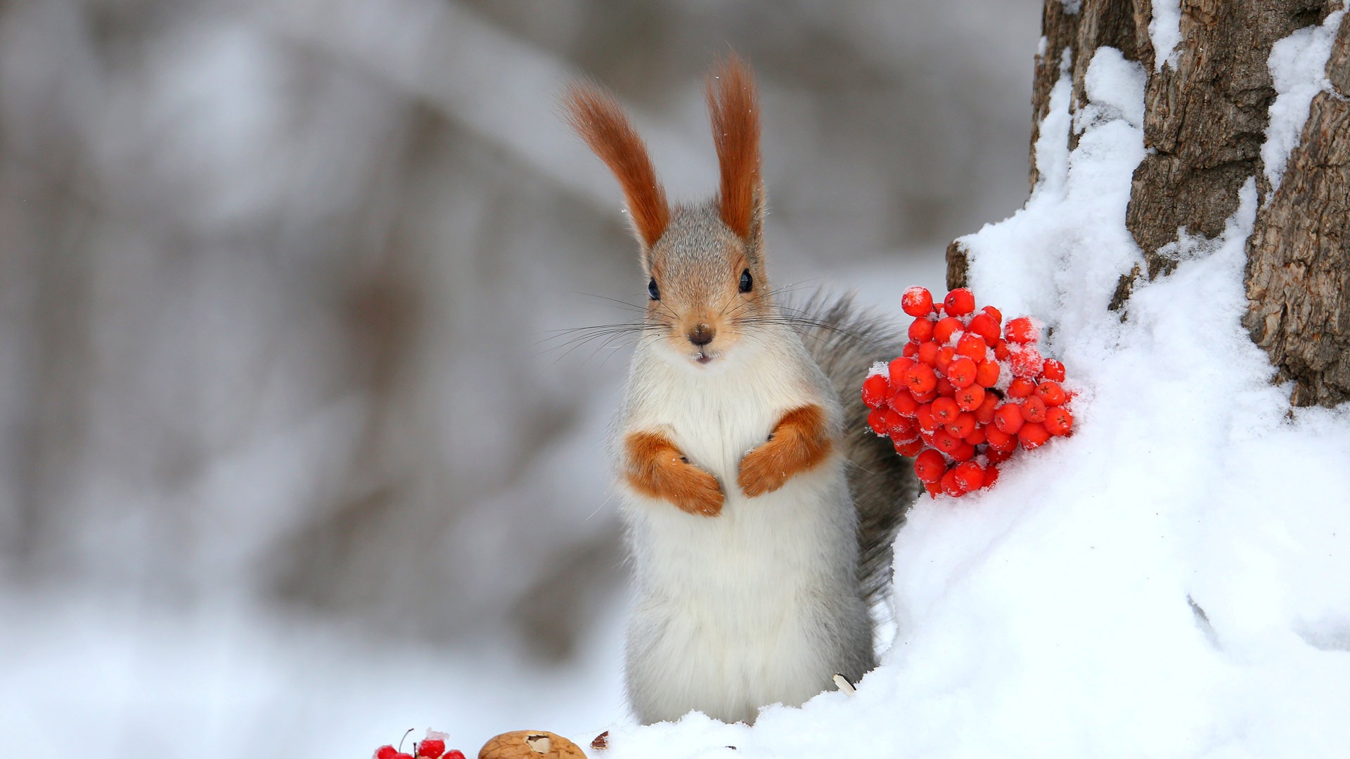 冬日白雪中的一抹红|欧亚红松鼠 |© Galina Jacyna/Getty Images