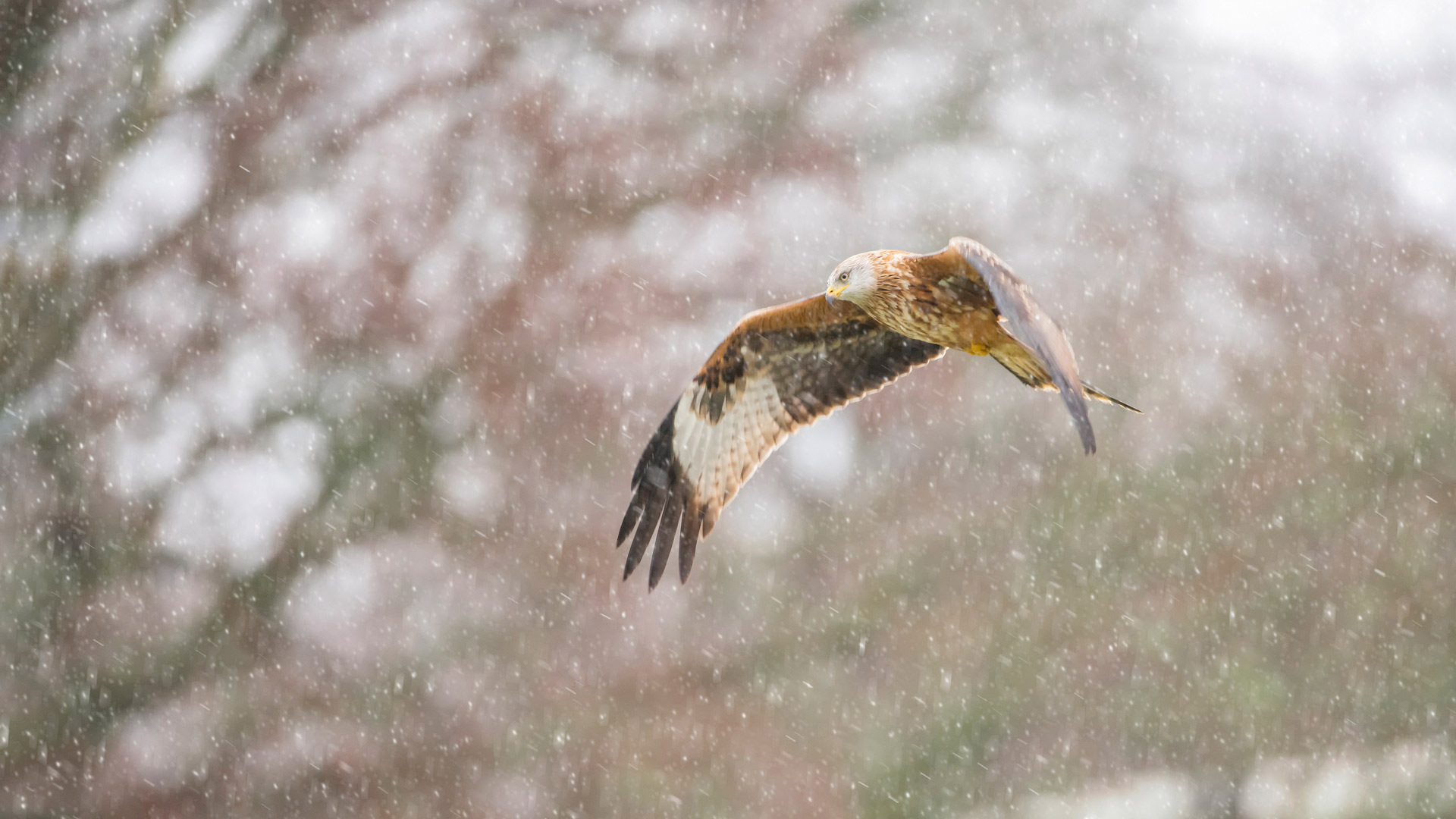 优雅掠过天际|雪中​​的红鸢 |© Carl Mckie/500px/Getty Images