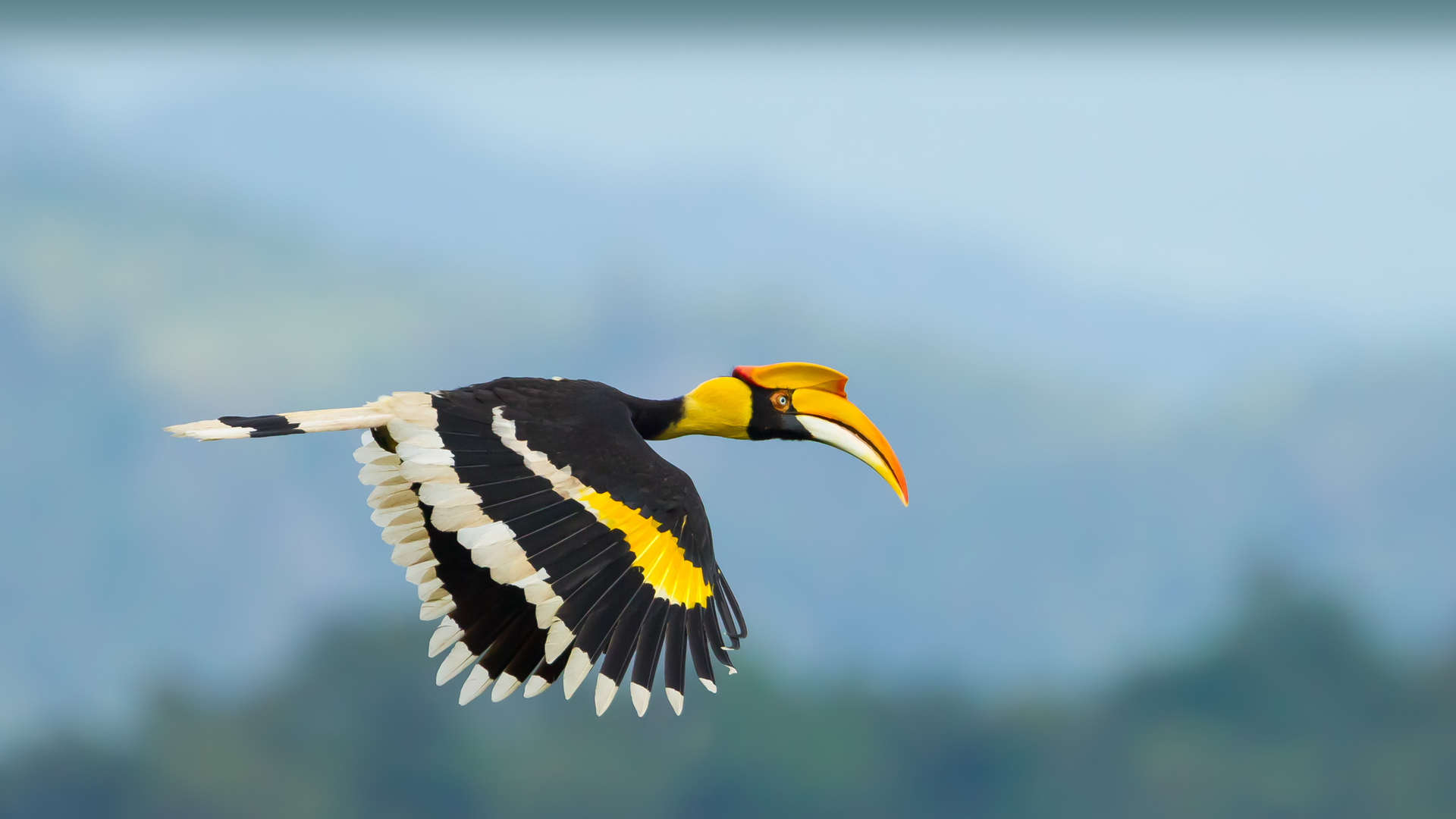 这只鸟长着尖尖的嘴|双角犀鸟，考艾国家公园，泰国 |© kajornyot wildlife photography/Shutterstock