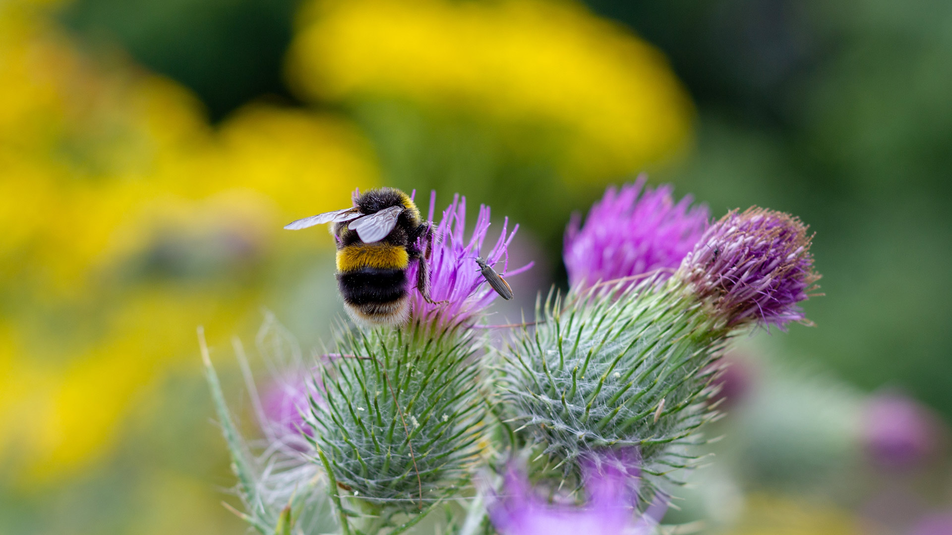 喧闹从这里开始|熊蜂在授粉, 伍斯特, 英格兰 |© SimonEastwood87/Shutterstock