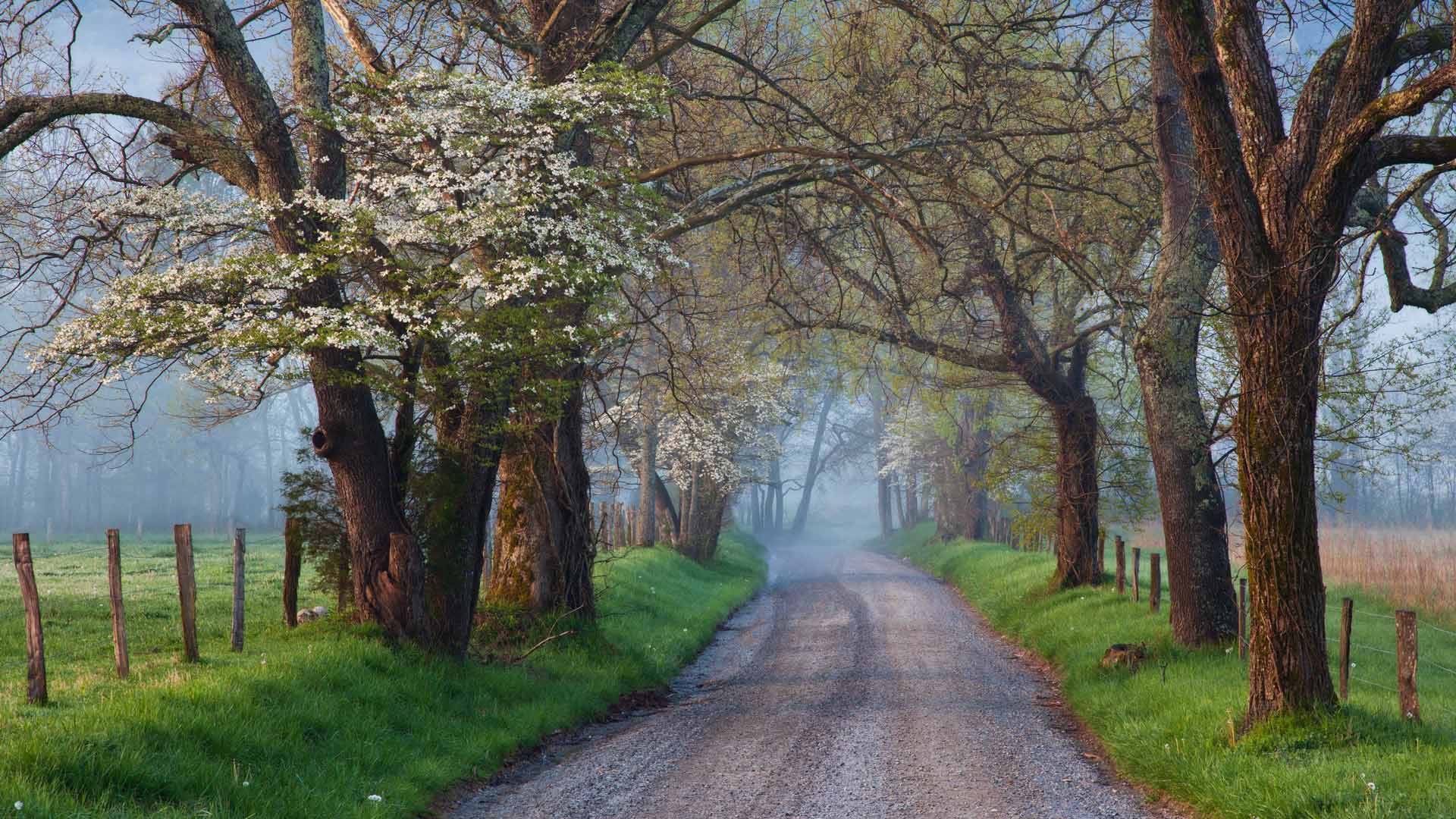 未选择的路|Cades Cove ，大雾山国家公园，田纳西州，美国 |© Richard Bernabe/Shutterstock
