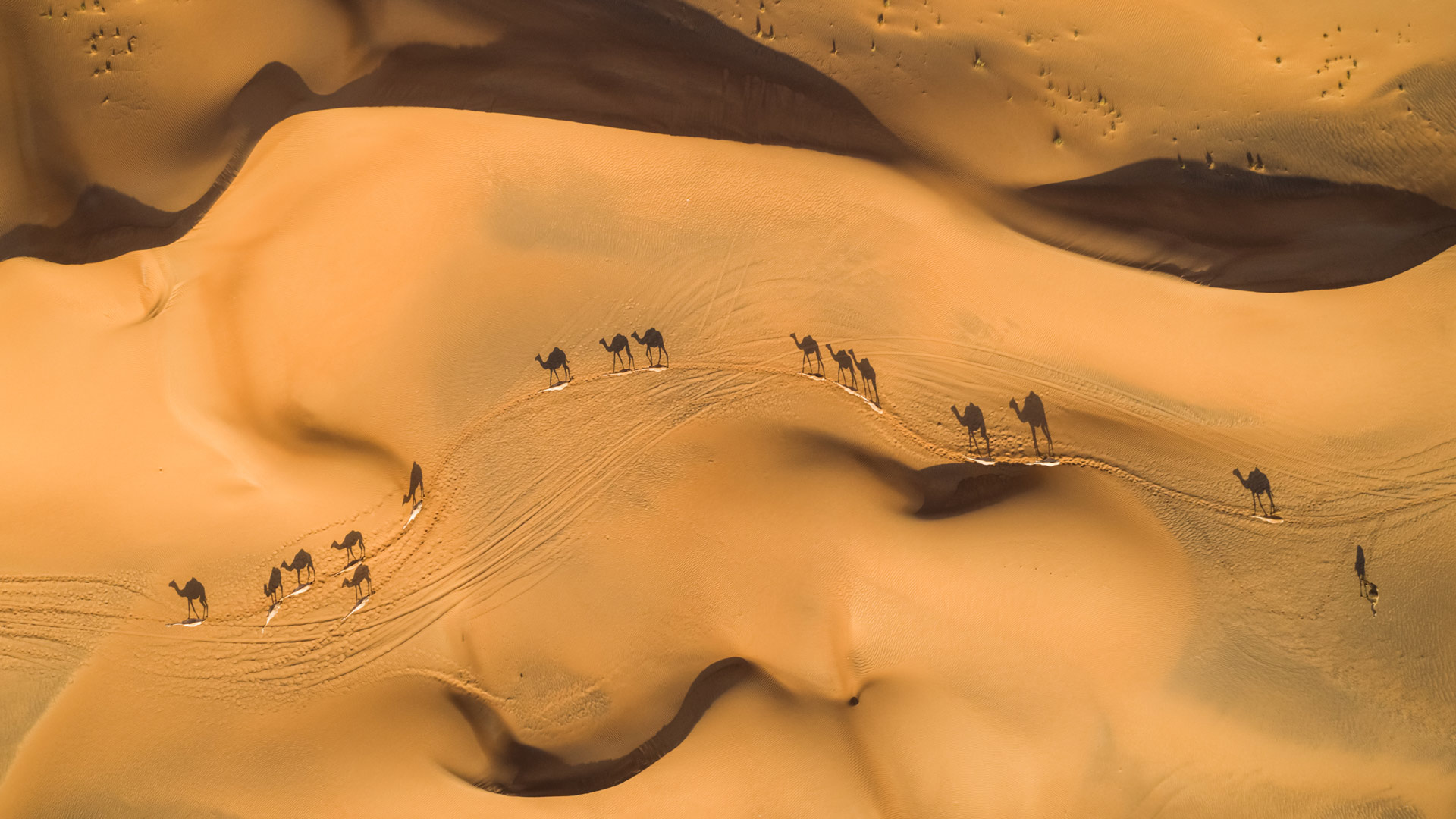 沙漠之舟|沙漠中的骆驼，阿拉伯联合酋长国 |© Amazing Aerial Premium/Shutterstock