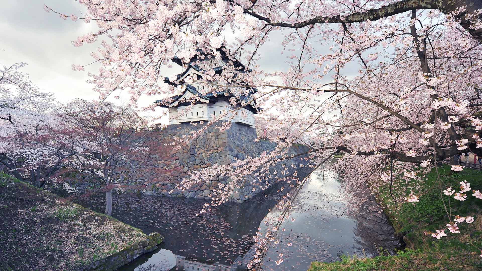 芬芳四月|樱花盛开的弘前城，弘前，日本 |© Glenn Waters/Getty Images