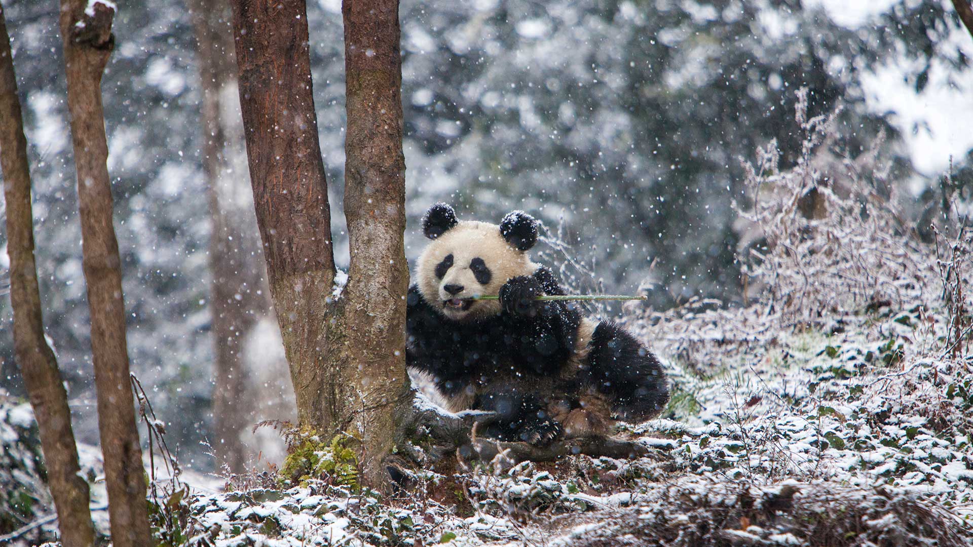 熊猫喜欢冬天吗？|成都大熊猫繁育研究基地，中国 |© Jim Zuckerman/Jaynes Gallery/DanitaDelimont