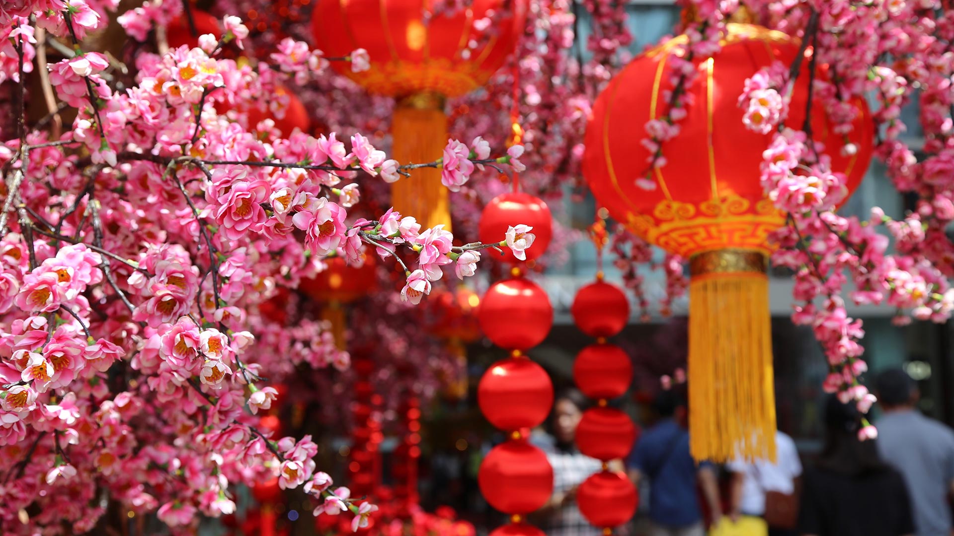 春节快乐，兔年大吉！|春节的桃花和红灯笼 |© David Ng+EyeEm/Getty Images
