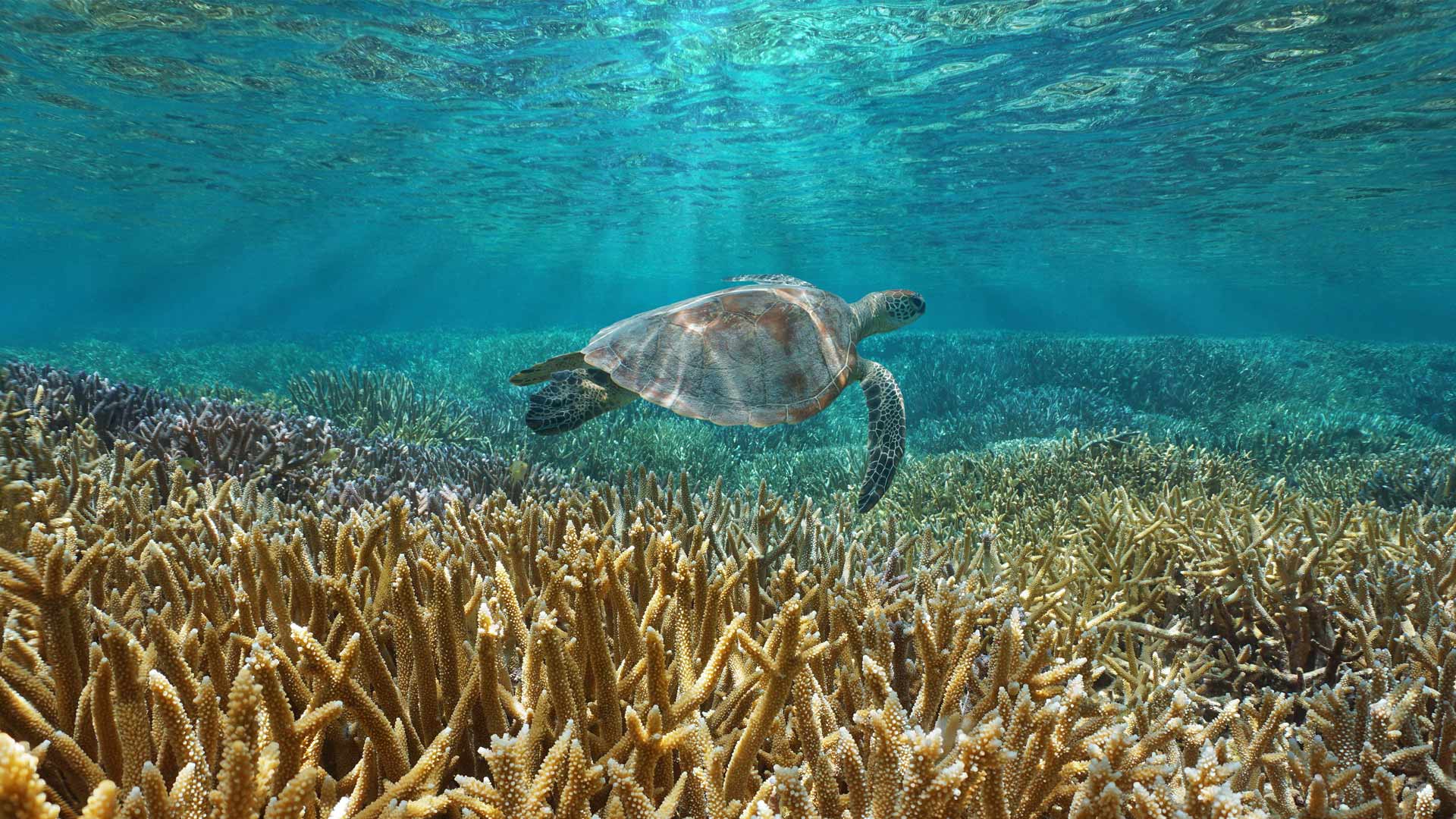 保护海洋生物——绿海龟|一只绿海龟在太平洋中游泳，法国海外属地新喀里多尼亚 |© Damsea/Shutterstock