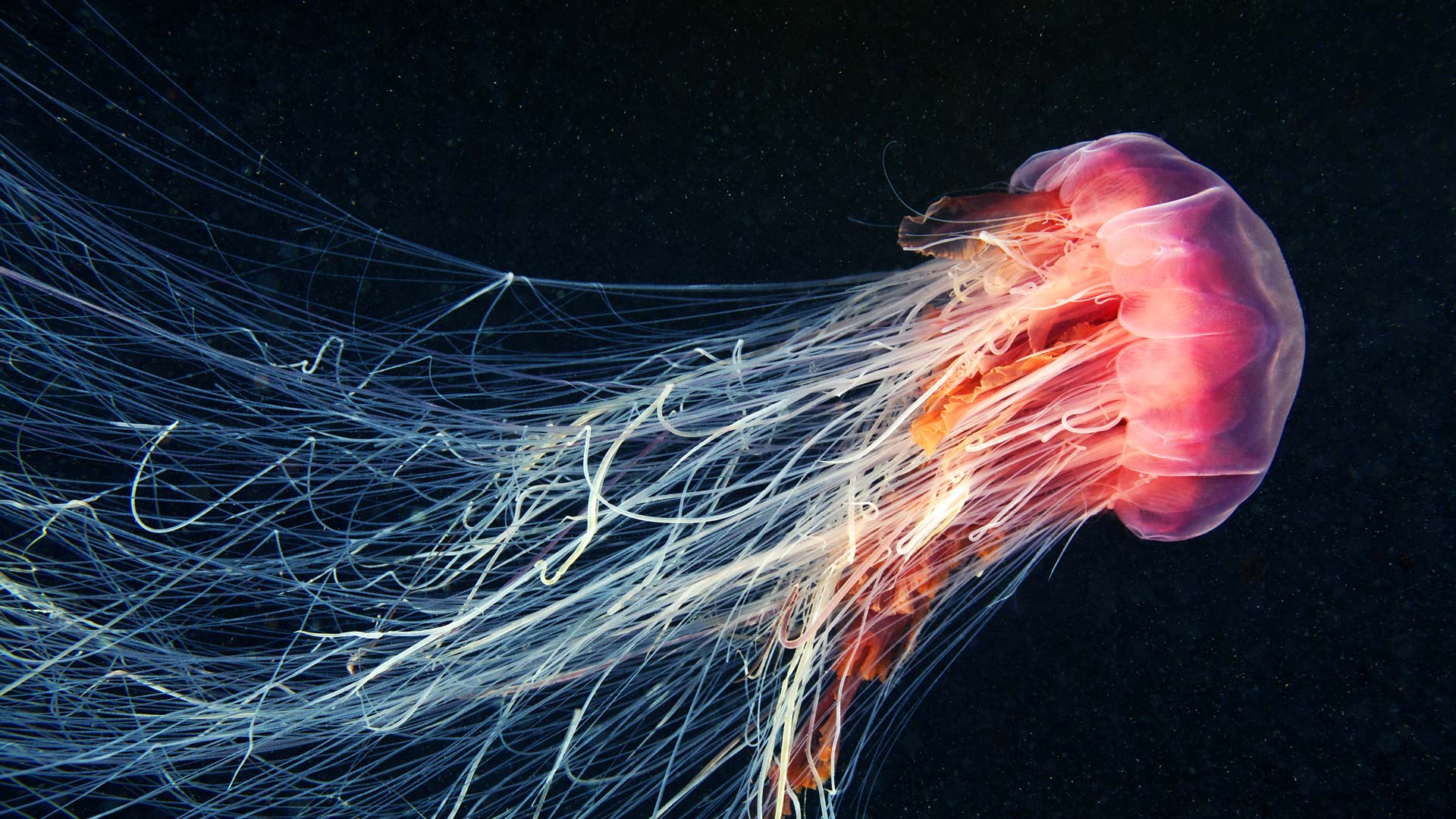 随波逐流|在海洋中游动的狮鬃水母 |© Alexander Semenov Images/Shutterstock