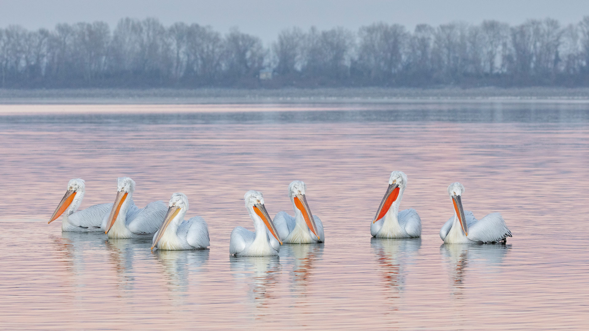羽翼预告：前方有鹈鹕|卷羽鹈鹕，凯尔基尼湖，希腊 |© Guy Edwardes/naturepl.com