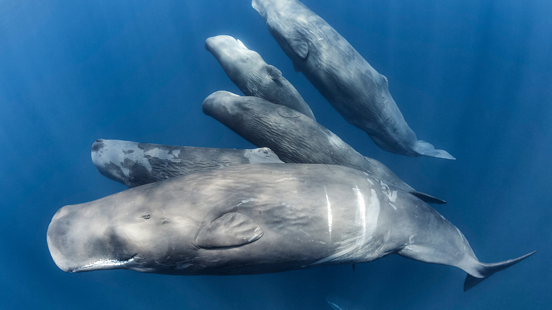 鲸鱼，你会救我吗？|一群抹香鲸, 印度洋 |© Tony Wu/Nature Picture Library