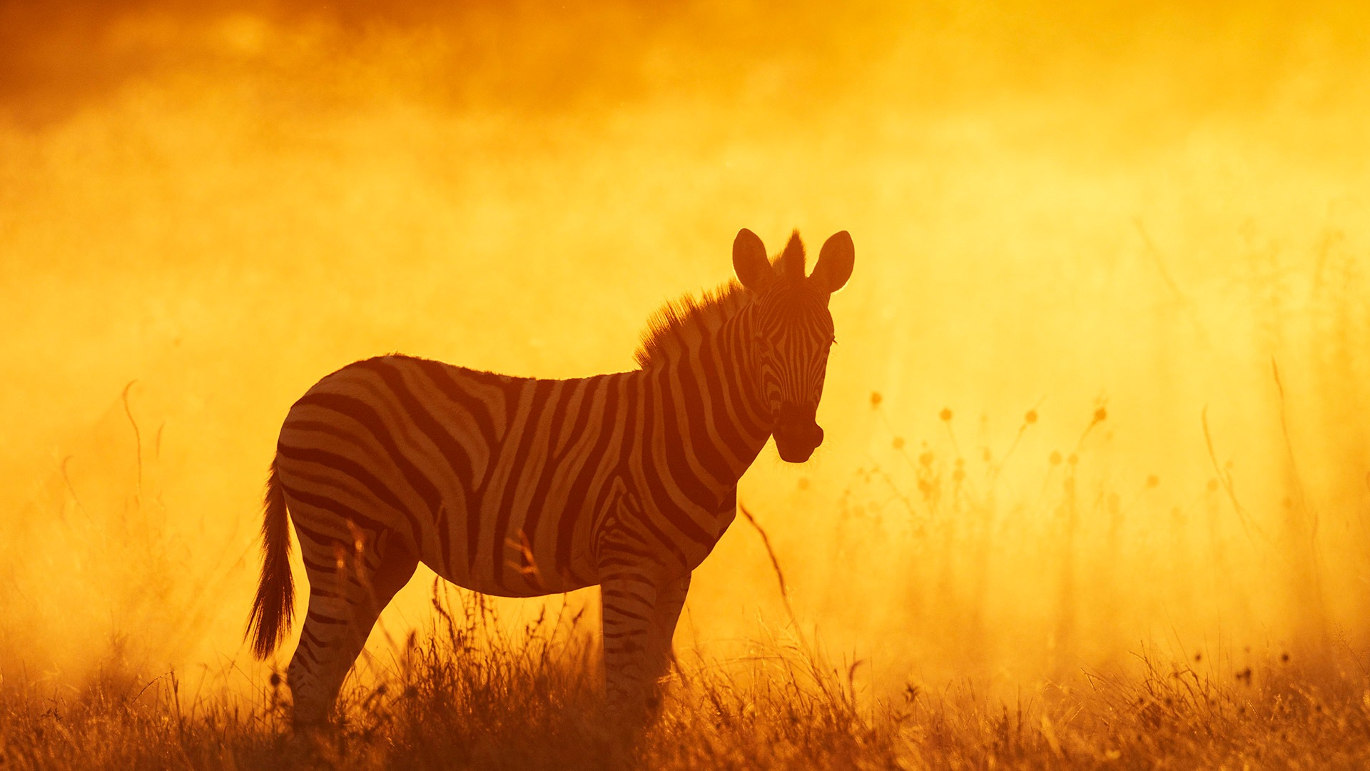 读懂黑白之间|平原斑马幼崽，埃托沙国家公园，纳米比亚 |© Sharon Heald/Nature Picture Library