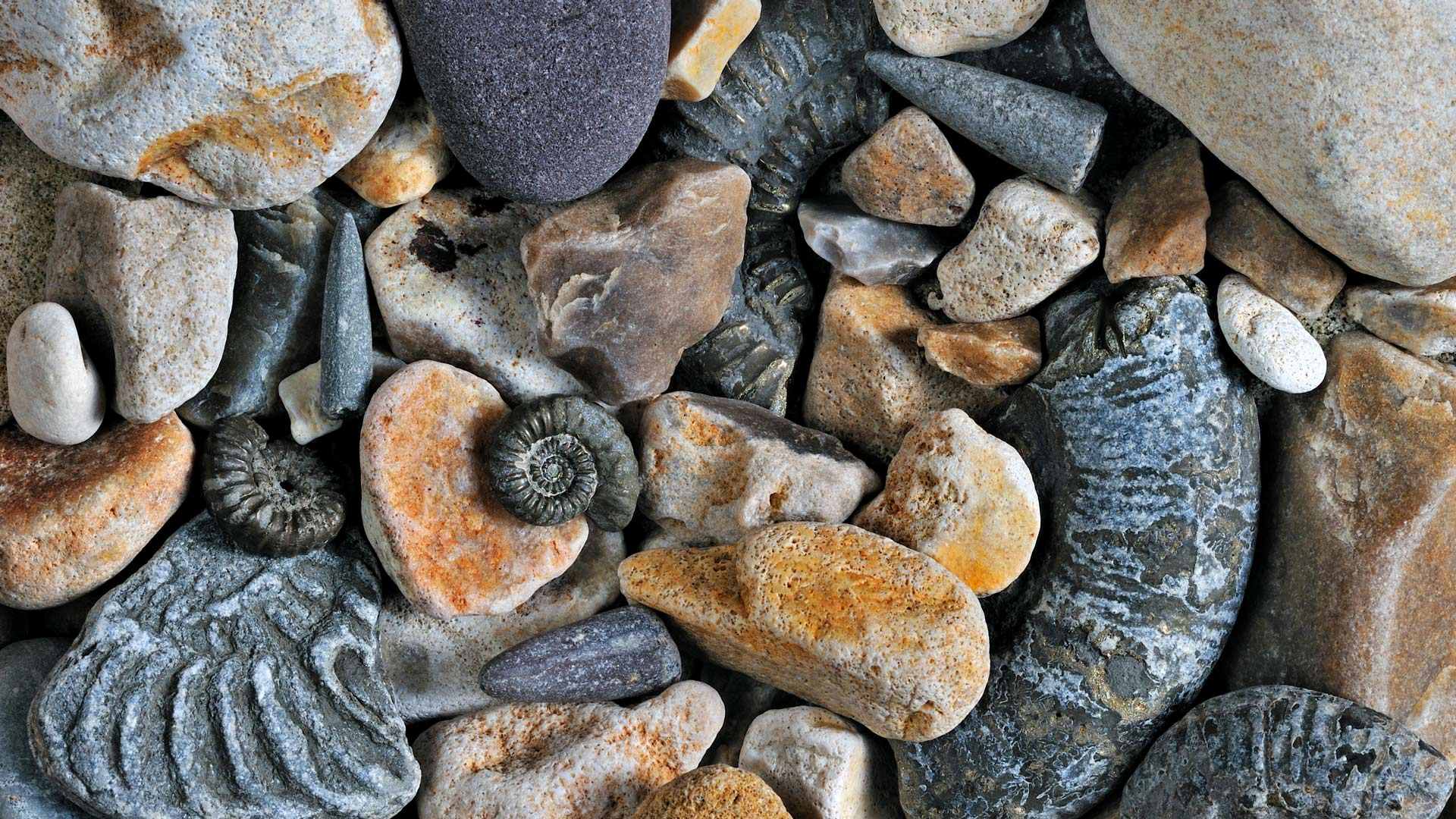 发掘过去|侏罗纪海岸的箭石和菊石化石，多塞特郡，英国 |© Nature Picture Library/Alamy Stock Photo