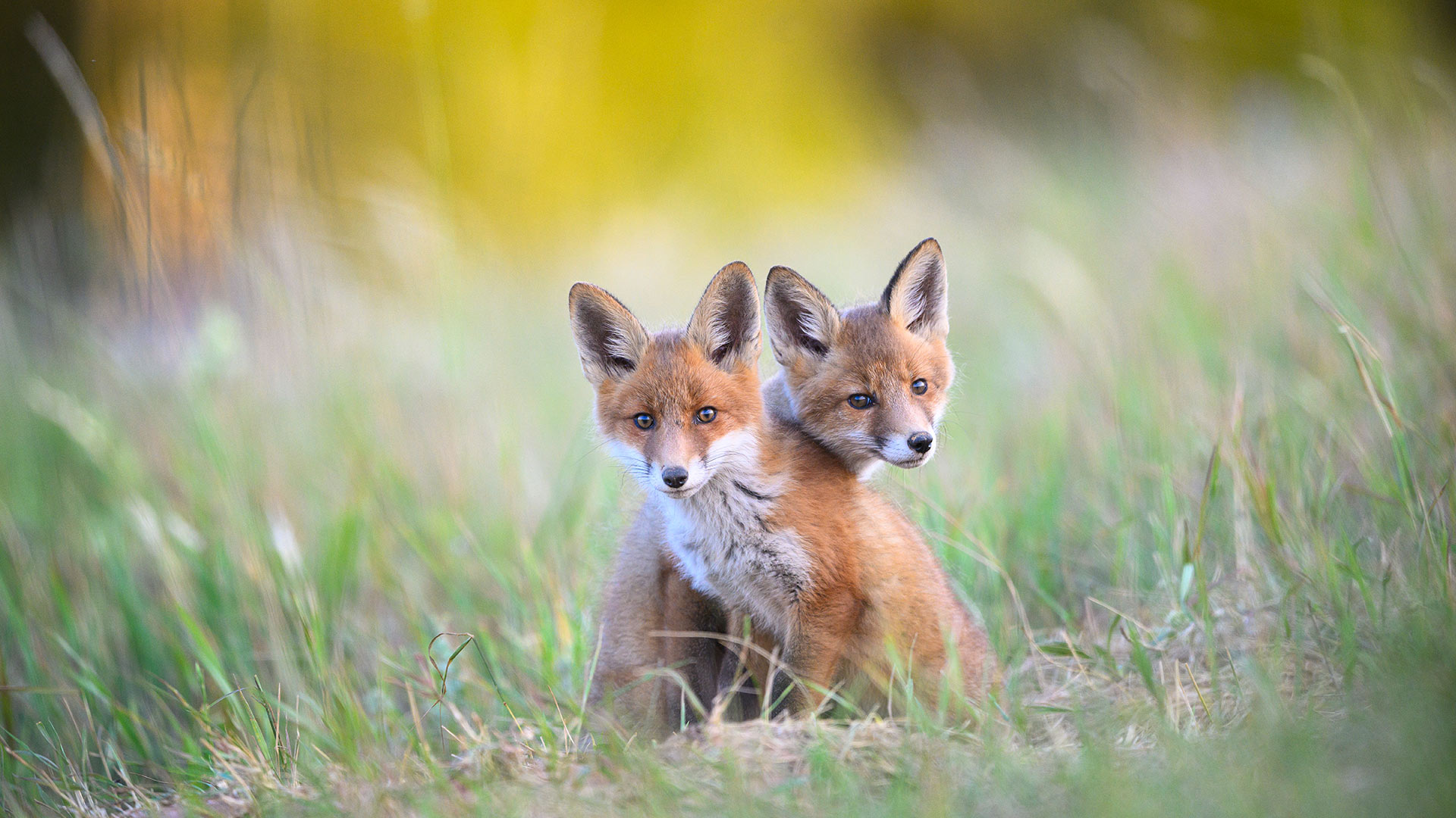 算计的小爪子|卡鲁拉国家公园的两只幼年赤狐, 爱沙尼亚 |© Sven Zacek/Nature Picture Library