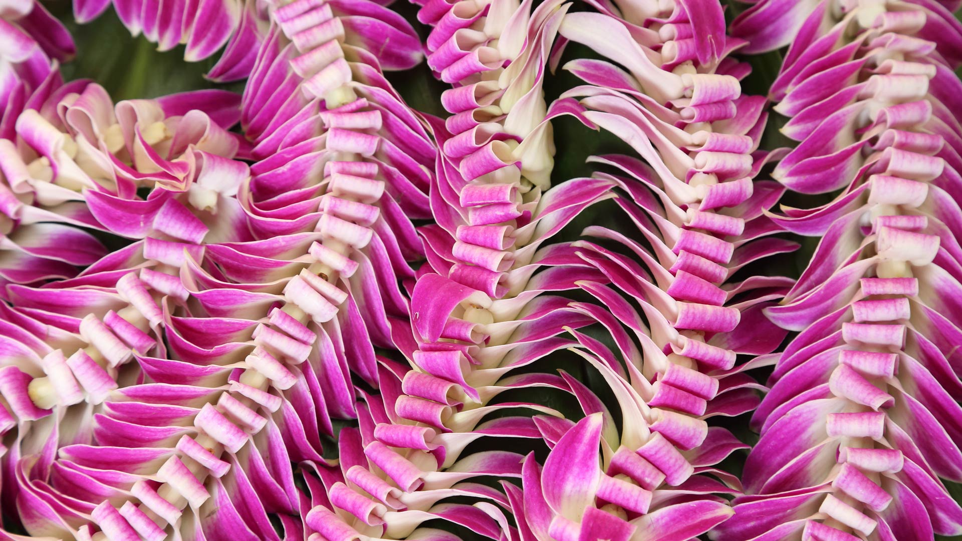 夏威夷的花环节|夏威夷花环 |© Jotika Pun/Shutterstock