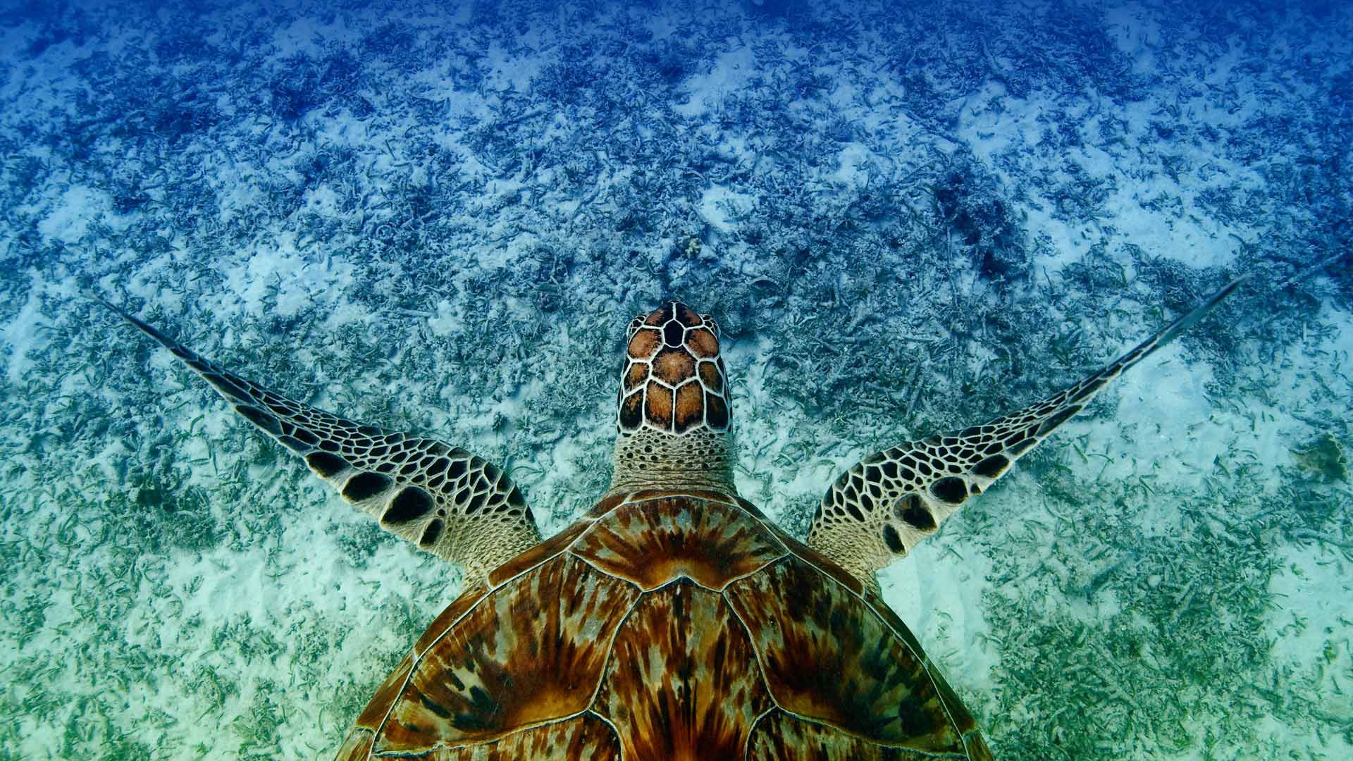 |游泳的鹰嘴海龟， 冲绳，日本 |© Robert Mallon/Getty Images