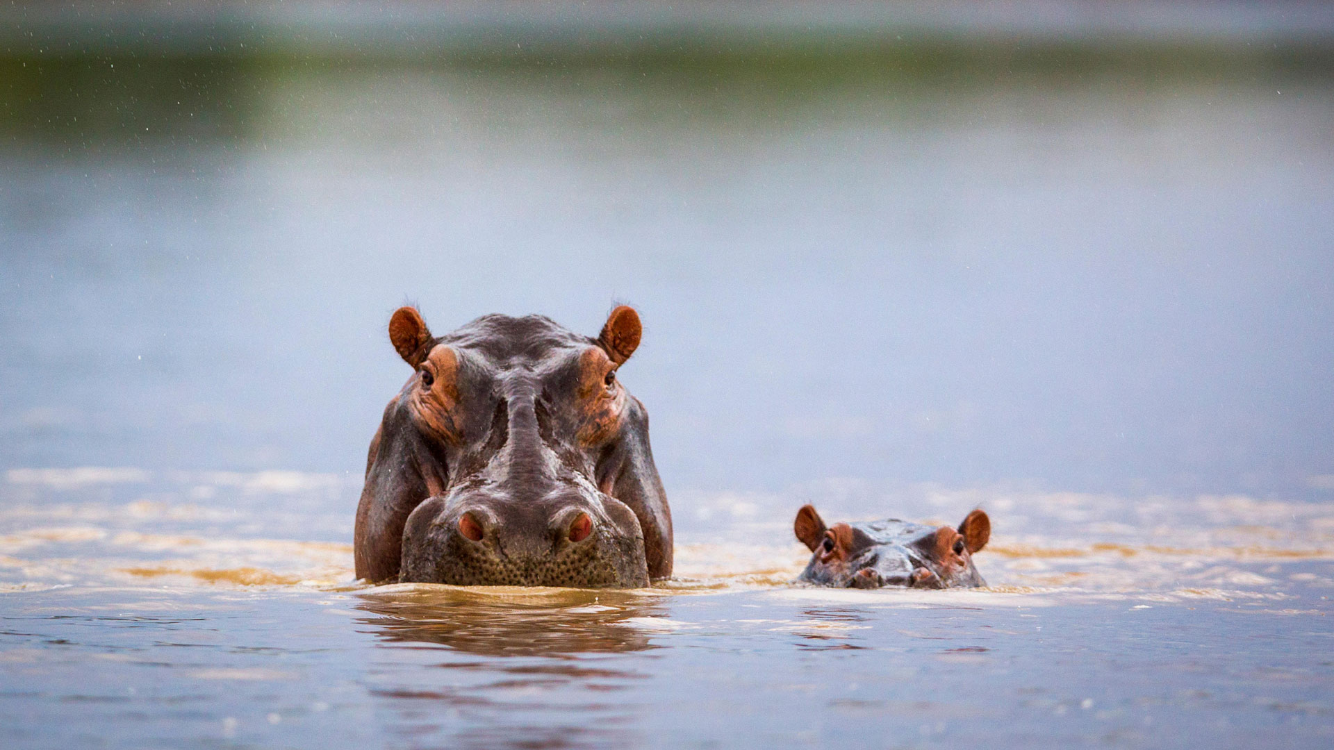 河马日快乐！|河马妈妈和小河马，南卢安瓜国家公园，赞比亚 |© Nature Picture Library/Alamy Stock Photo