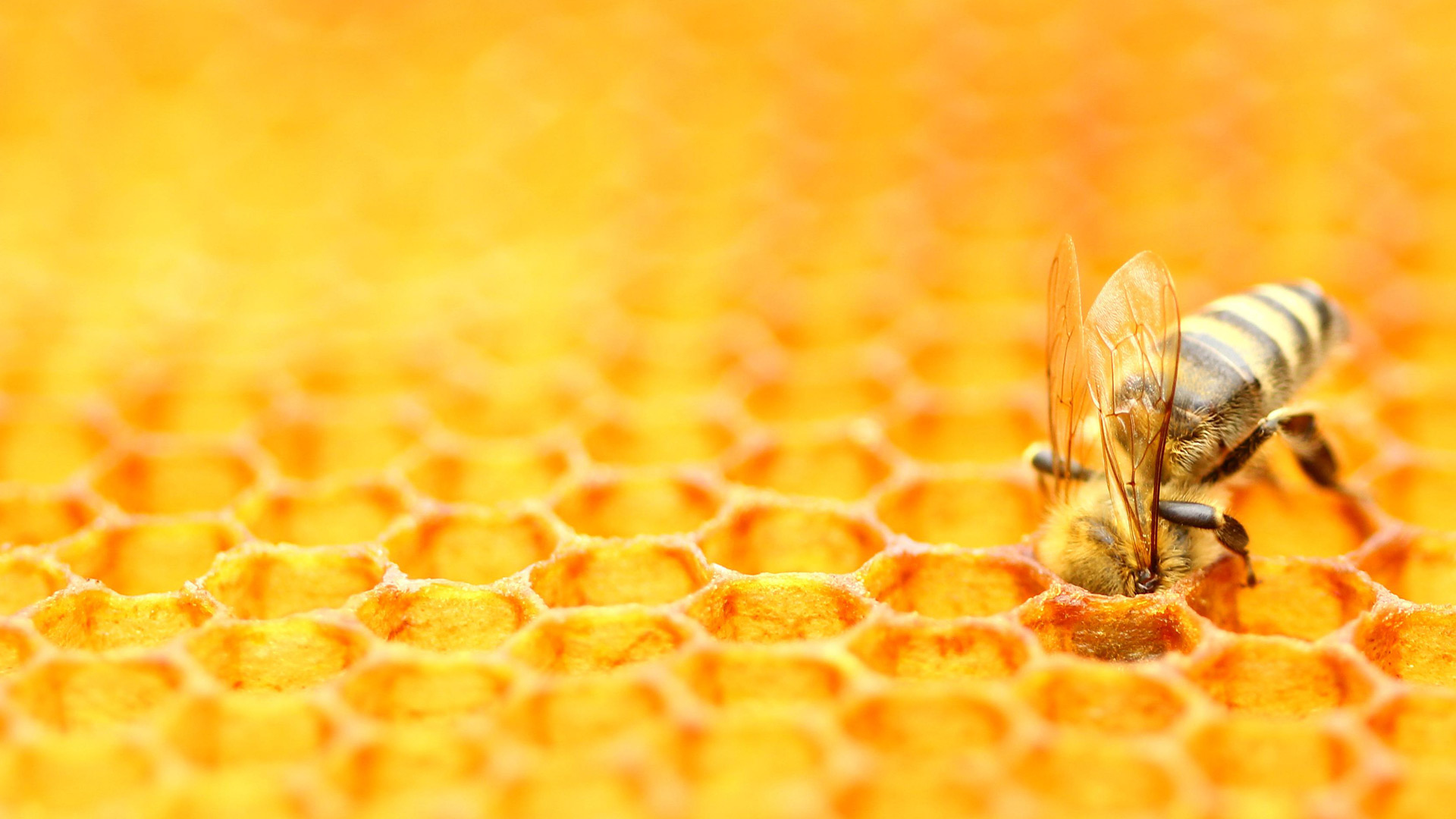 我简直不敢相信！|蜜蜂照料蜂巢 |© Simun Ascic/Alamy Stock Photo