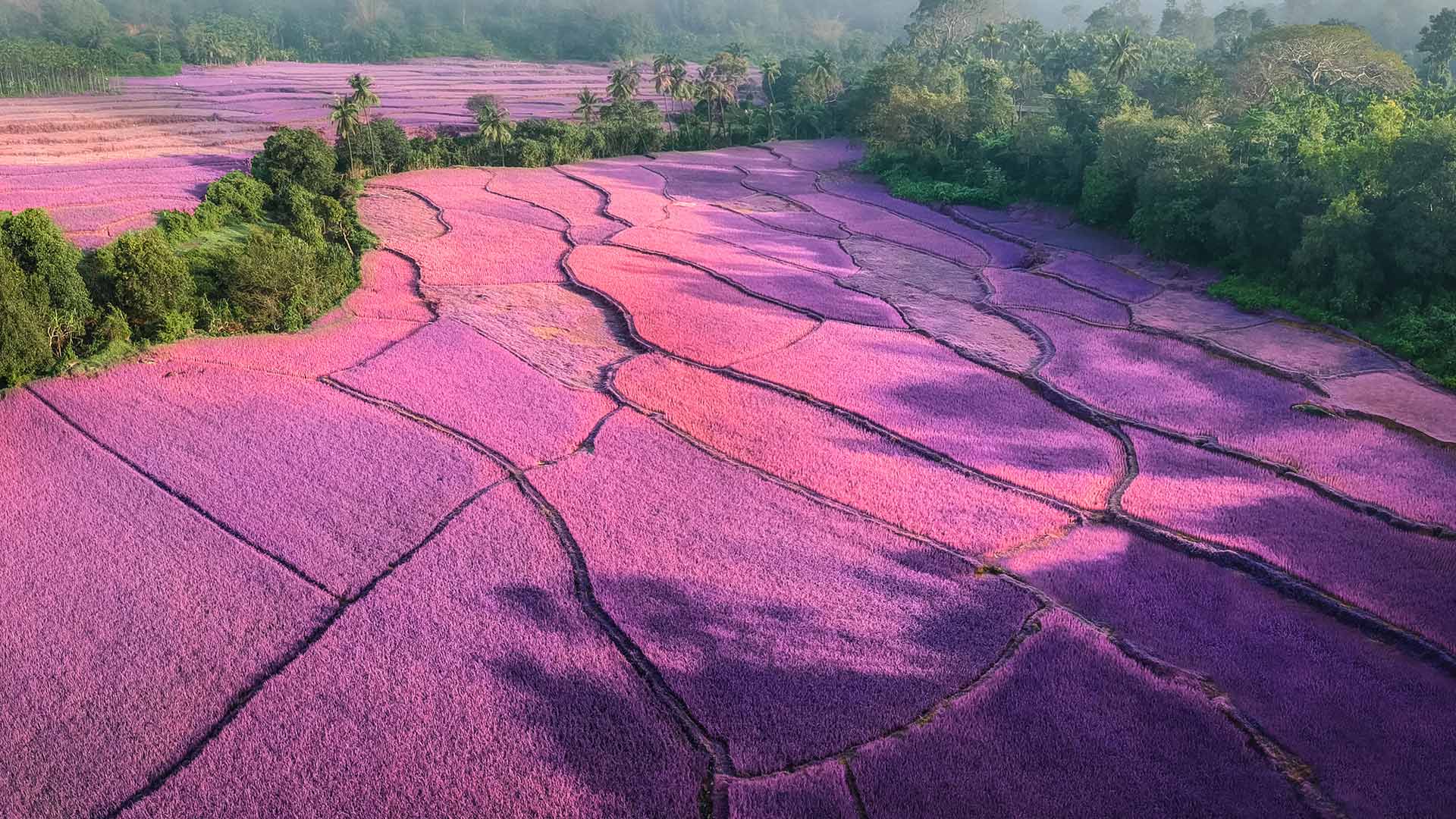 梦幻般的紫色|日出时分薄雾笼罩下的薰衣草田，印度 |© Amith Nag Photography/Getty Images