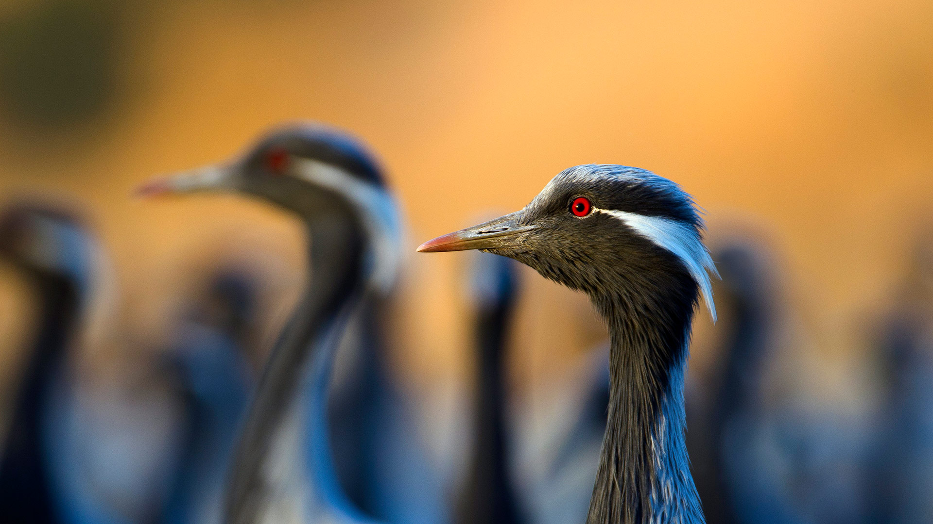 优雅的动态|蓑羽鹤, 印度 |© Axel Gomille/Nature Picture Library