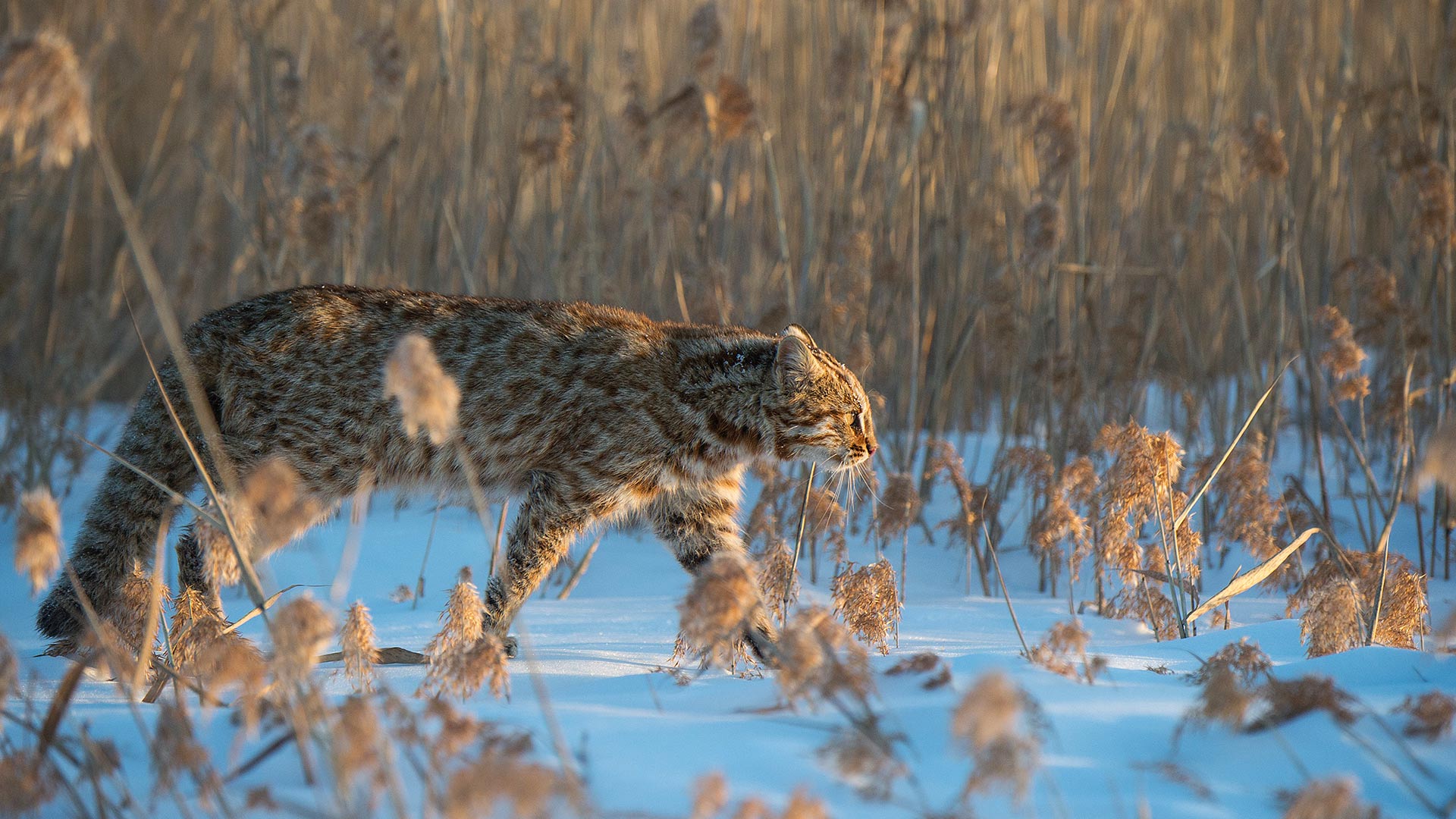 斑纹流转|阿穆尔豹猫，俄罗斯 |© Valeriy Maleev/naturepl.com