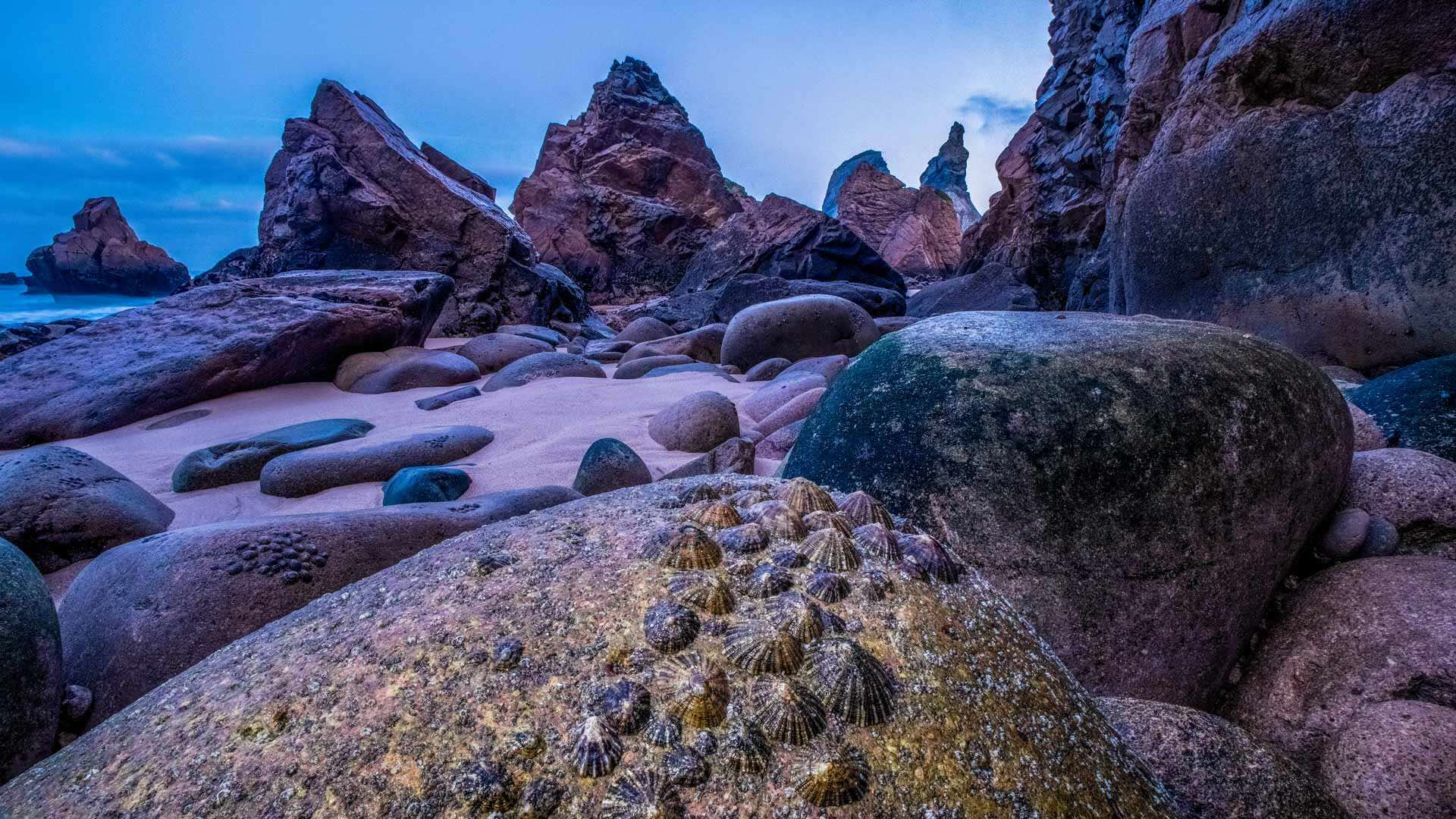 沉静的力量|退潮时裸露在乌尔萨海滩海岸上的帽贝, 葡萄牙 |© Theo Bosboom/Nature Picture Library