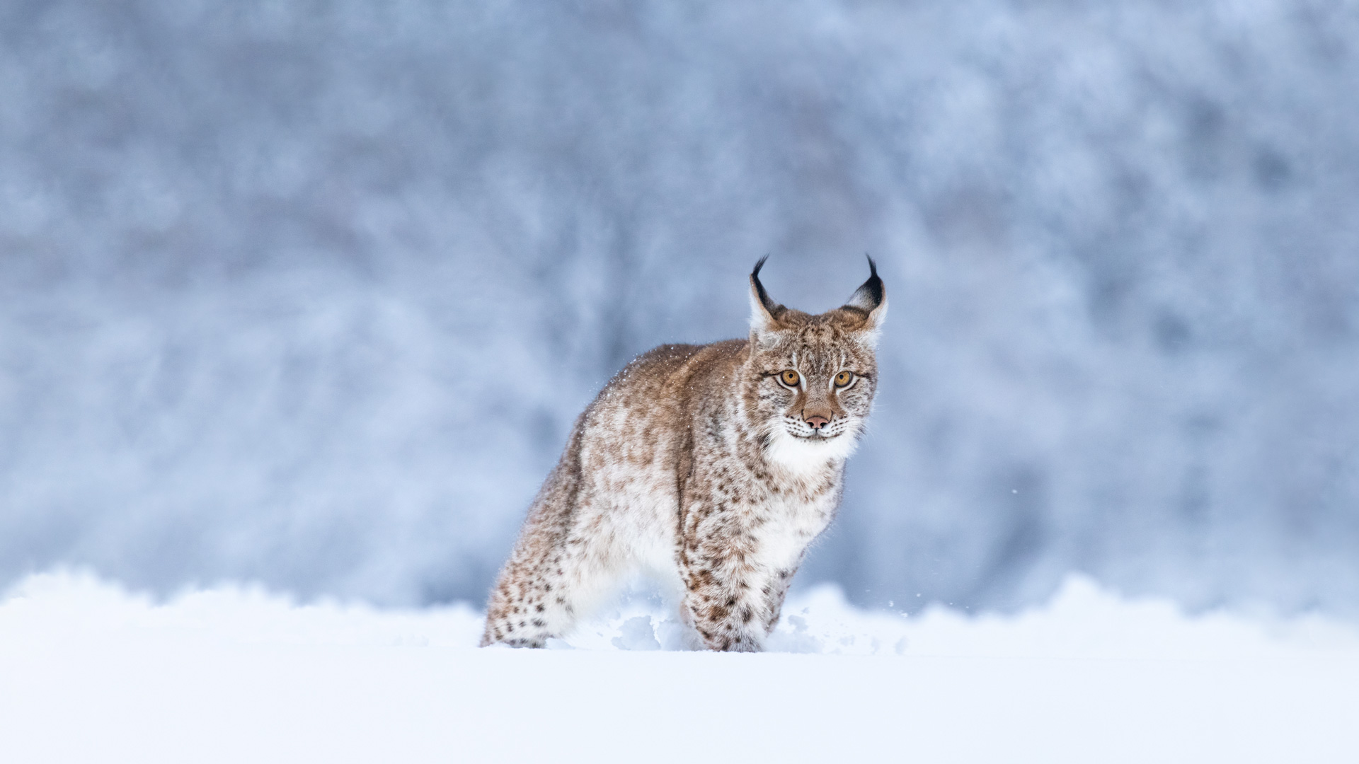 长胡须的“流浪汉”|雪中的欧亚猞猁 |© Jan Stria/Shutterstock