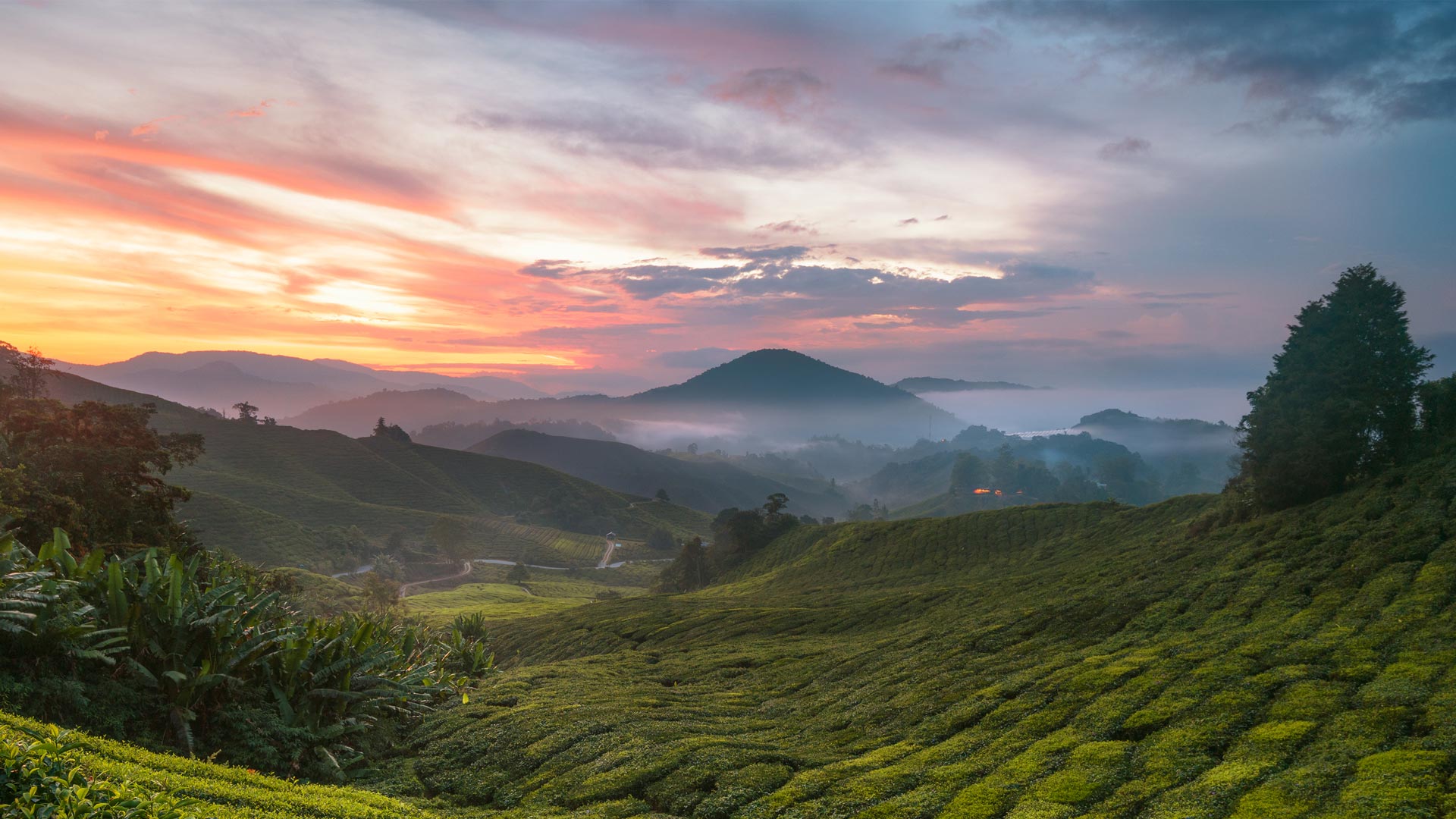 充满茶香的一天|卡梅隆高地茶园，马拉西亚 |© alex cheong/Getty Images
