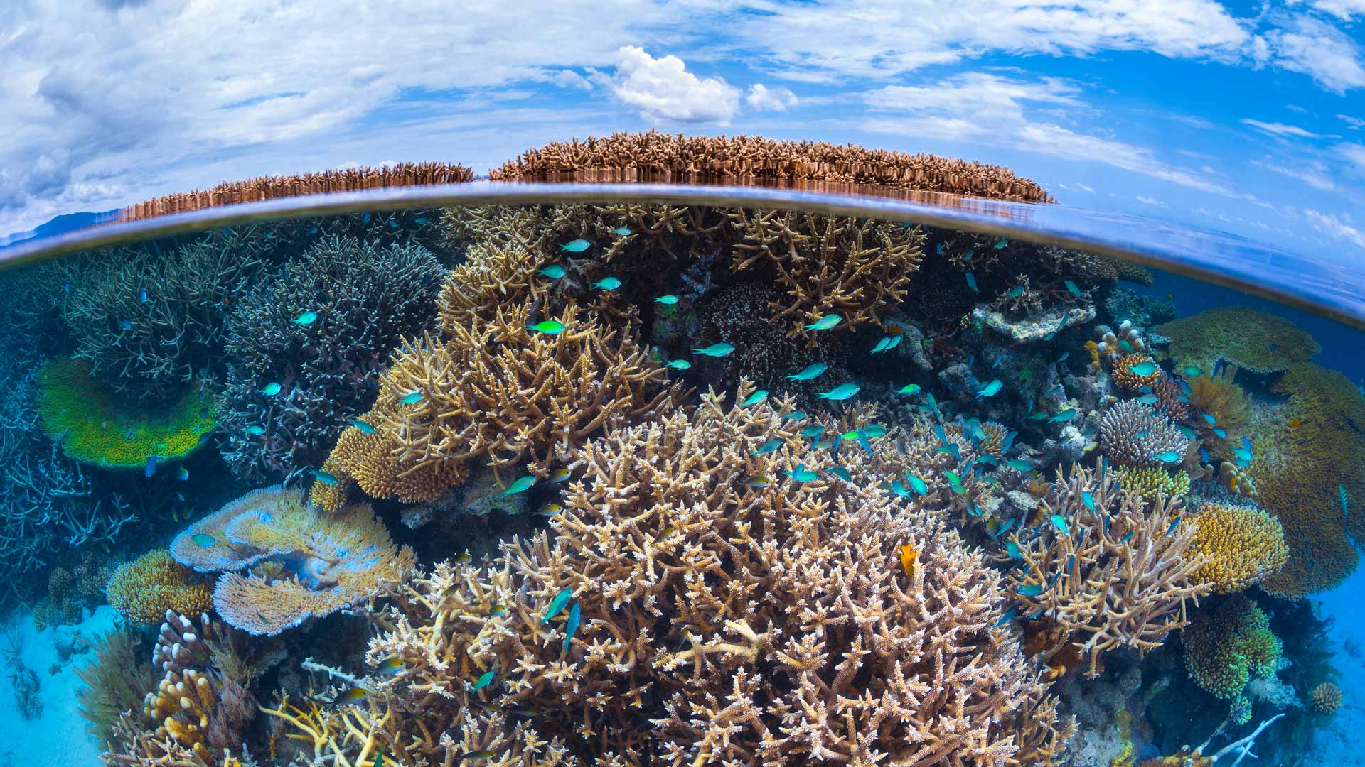 意义深远|Coral reef in the Indian Ocean, Mayotte, France |© Gabriel Barathieu/Minden Pictures