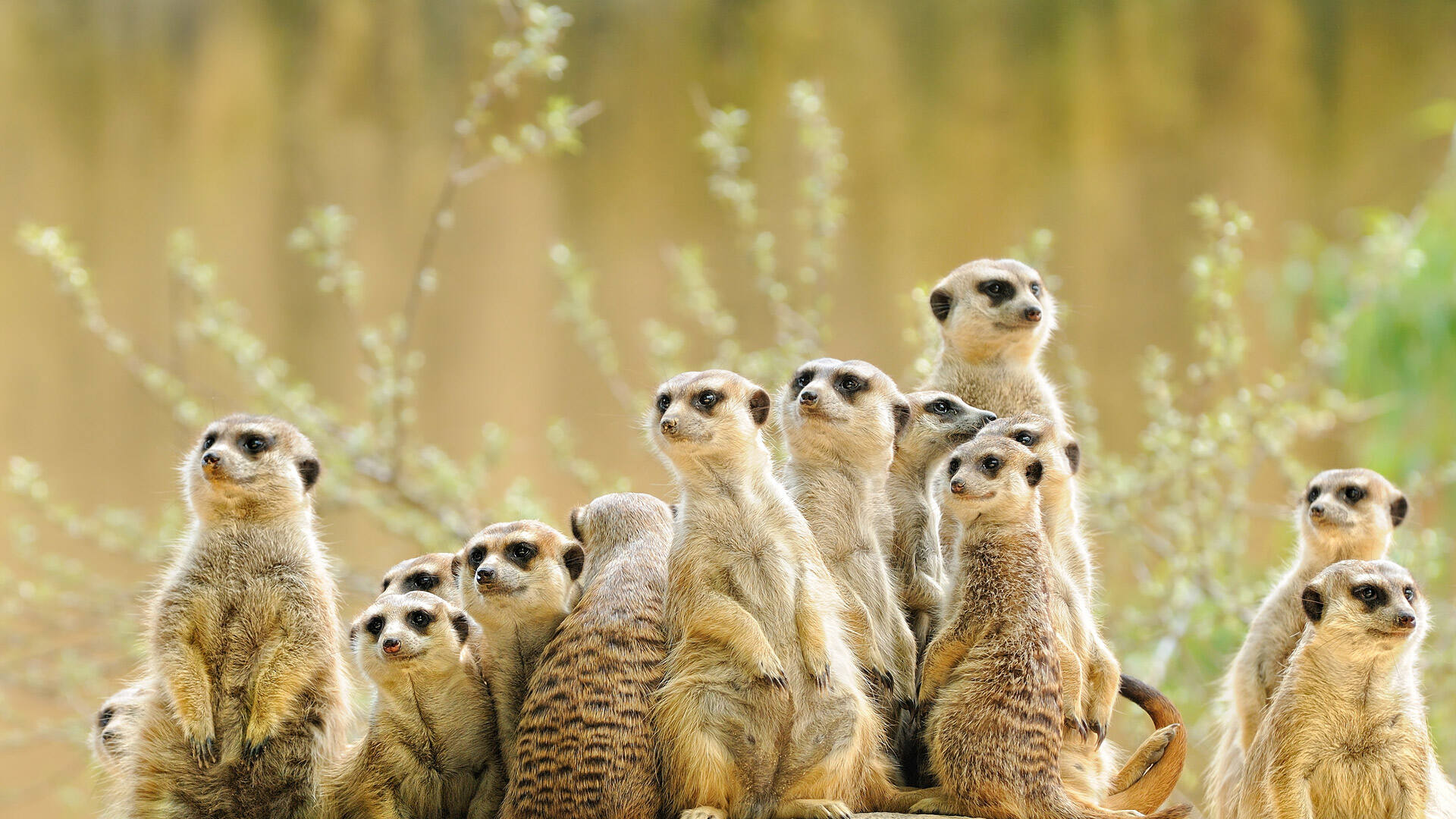 等等，谁在那儿？|猫鼬家族 |© anetapics/Shutterstock