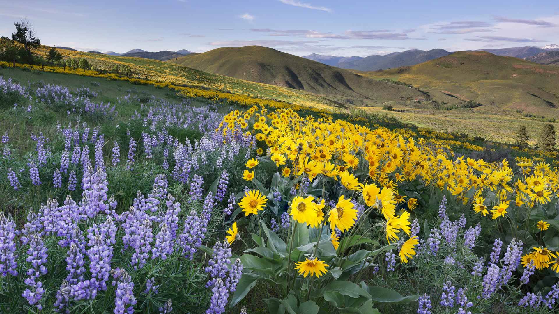 野性与自由|香根和羽扇豆，梅索谷，北喀斯喀特，华盛顿州，美国 |© Alan Majchrowicz/Getty Images
