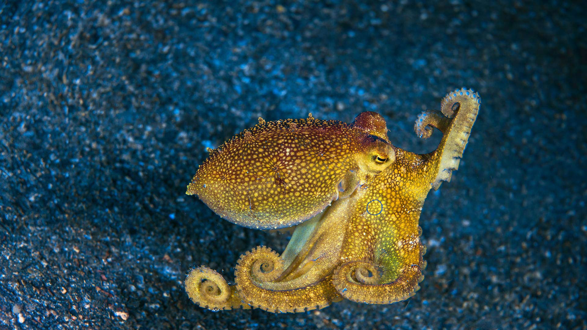 海洋中的八爪鱼|莫托提两鳍蛸，蓝碧海峡，印度尼西亚 |© Howard Chew/Alamy Stock Photo