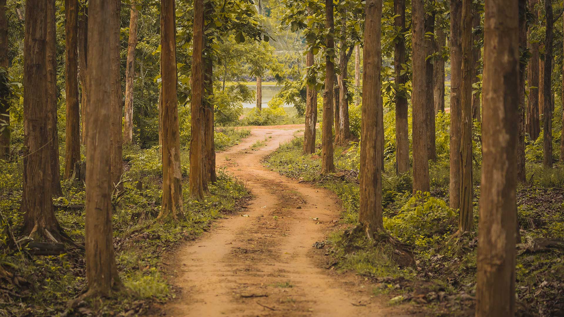 一条安静的林间小路|卡纳塔克邦的纳加尔霍雷国家公园，印度 |© Vivek BR/Shutterstock