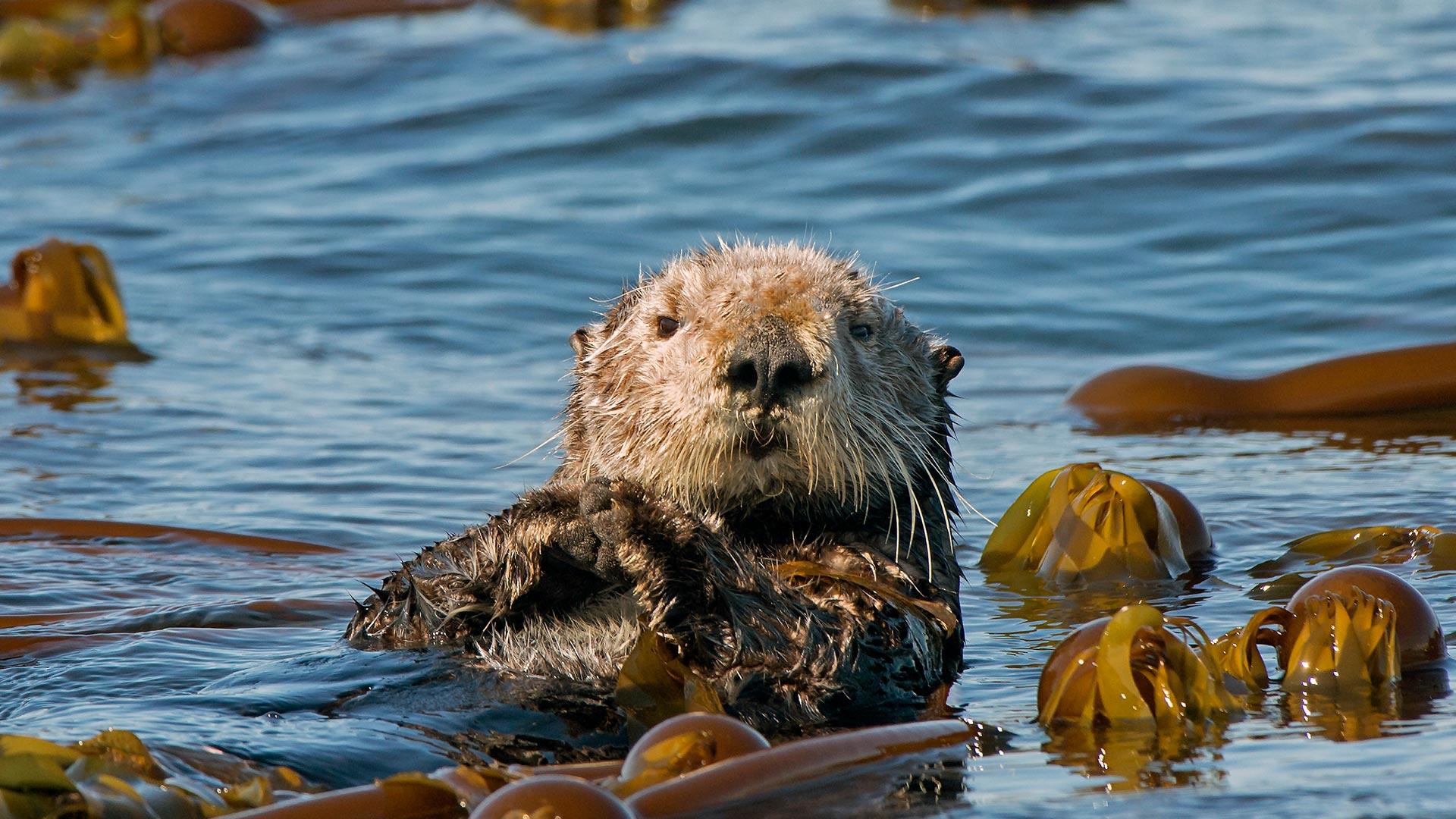 它们“獭”独一无二|海獭，霍默卡奇马克湾，阿拉斯加州，美国 |© roclwyr/Getty Images