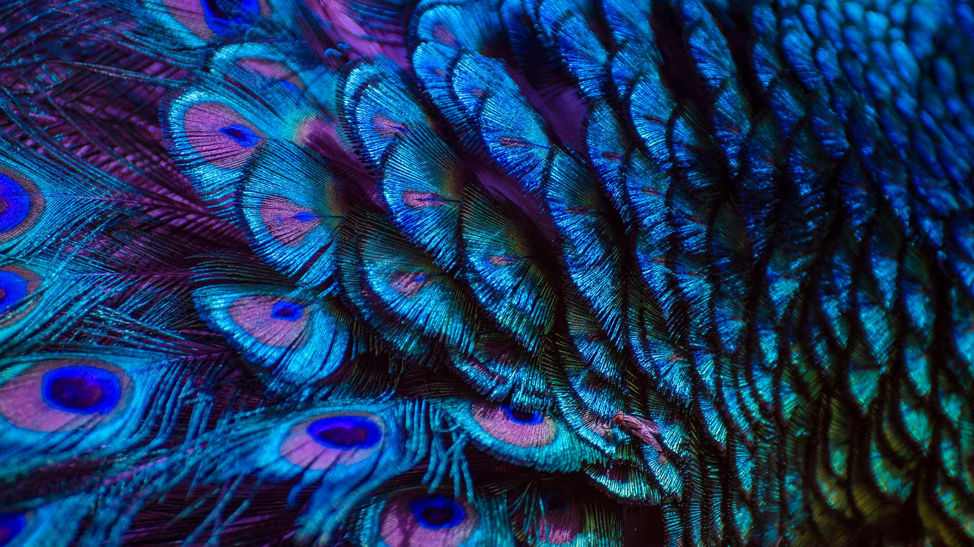 华贵的色彩|孔雀羽毛 |© sarayut Thaneerat/Getty Images