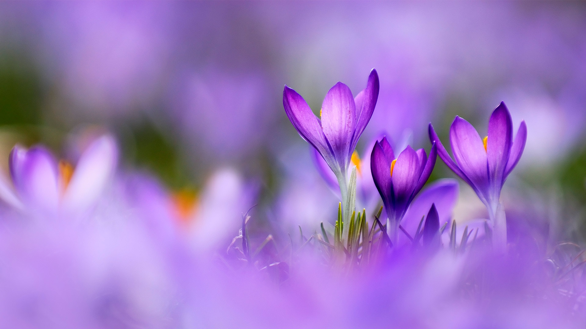 春天的色彩|紫番红花 |© Raimund Linke/Getty Images