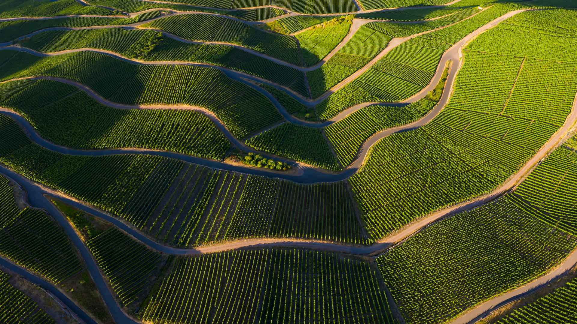 完美的葡萄酒|摩泽尔河谷的葡萄园，莱茵兰-法尔茨，德国 |© Jorg Greuel/Getty Images