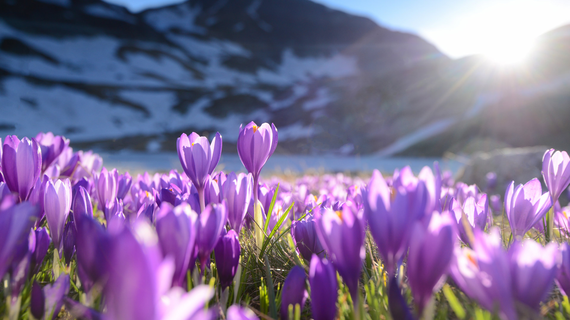 聚光灯下的番红花|紫番红花, 里拉七湖, 保加利亚 |© Maya Karkalicheva/Getty Images