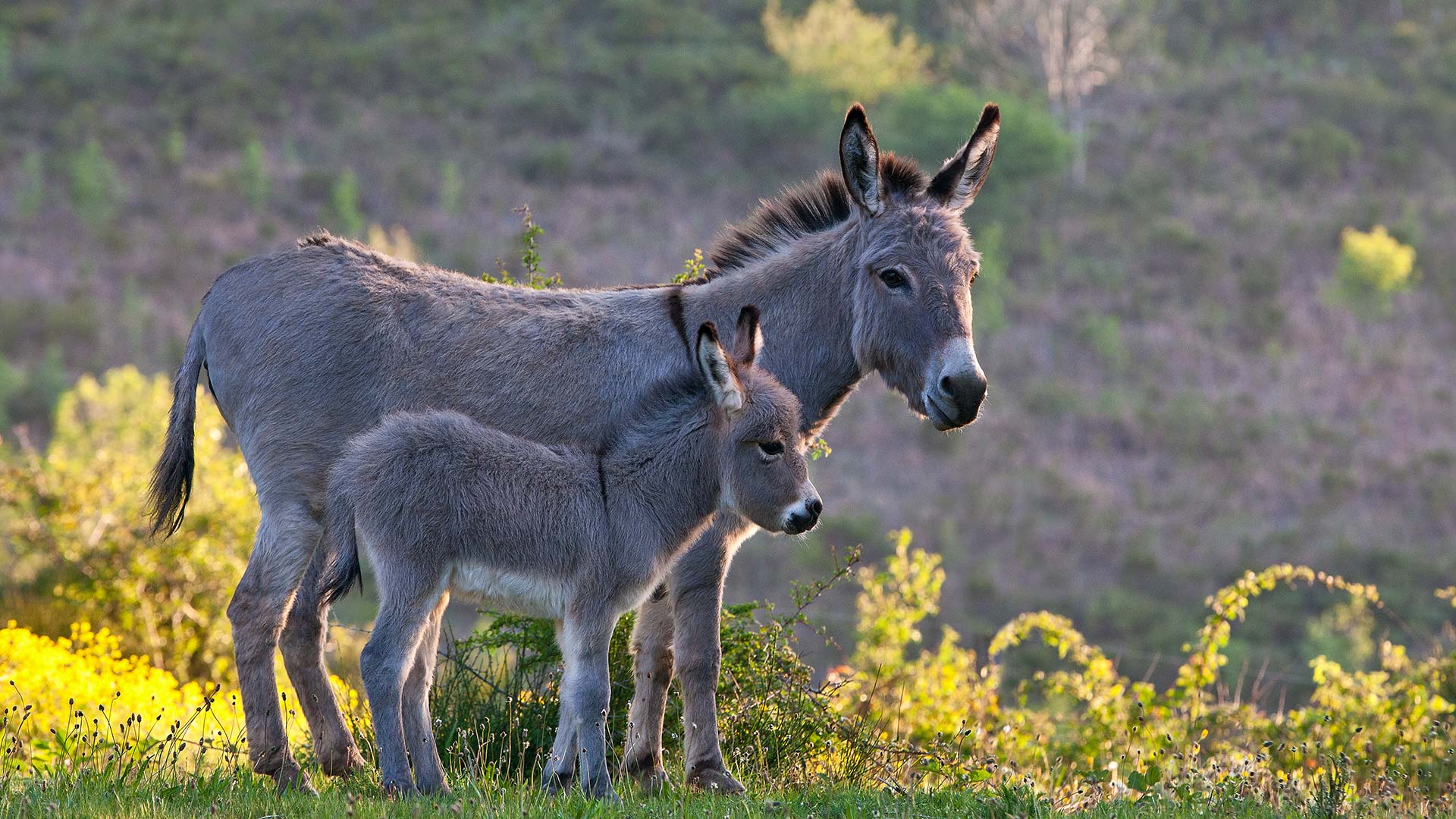 不仅仅是一声咿呀学语|撒丁岛母驴和幼崽, 法国 |© Klein & Hubert/Nature Picture Library