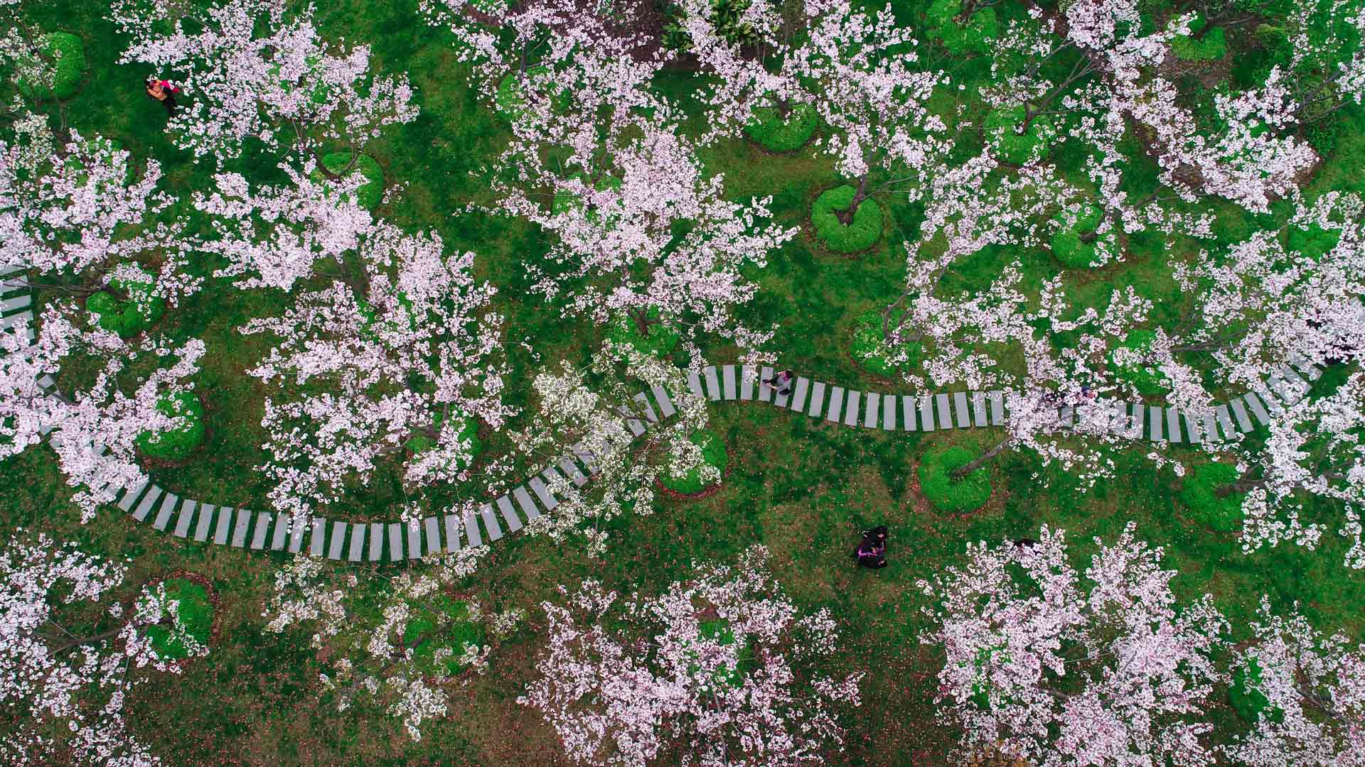 花香满径|上海的樱花，中国 |© Yaorusheng/Getty Images