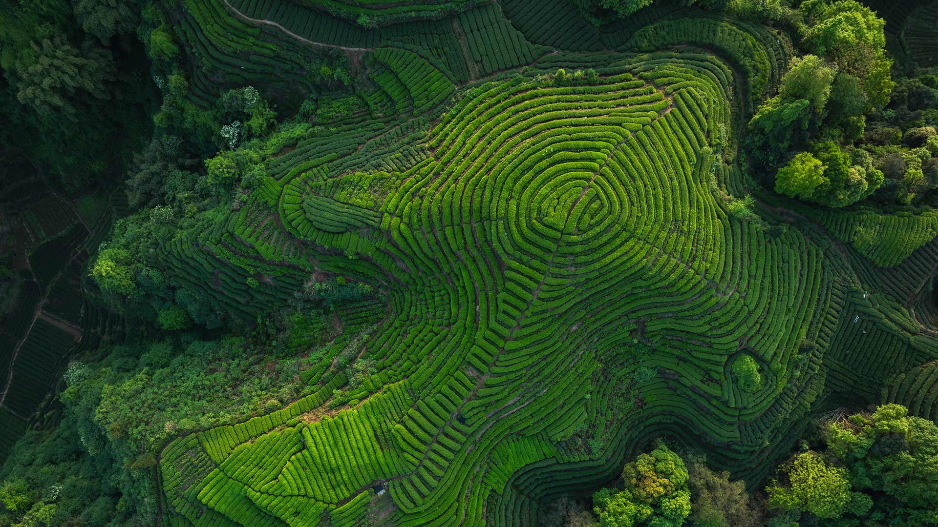 酿造传承|四川省的茶梯田, 中国 |© lzf/Shutterstock