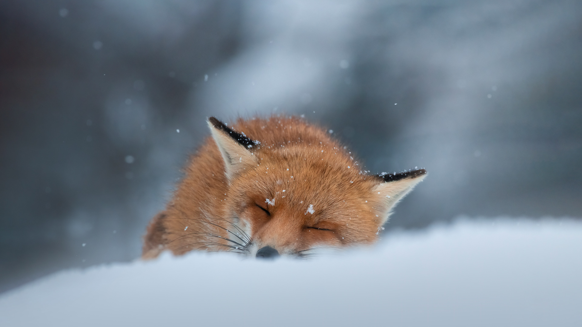 新年伊始|睡在雪地里的赤狐，阿布鲁佐，意大利 |© marco vancini/500px/Getty Images