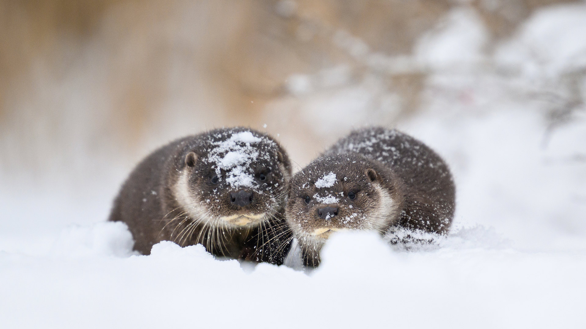 水獭之国爱沙尼亚|欧亚水獭和幼崽, 爱沙尼亚 |© Sven Zacek/naturepl.com