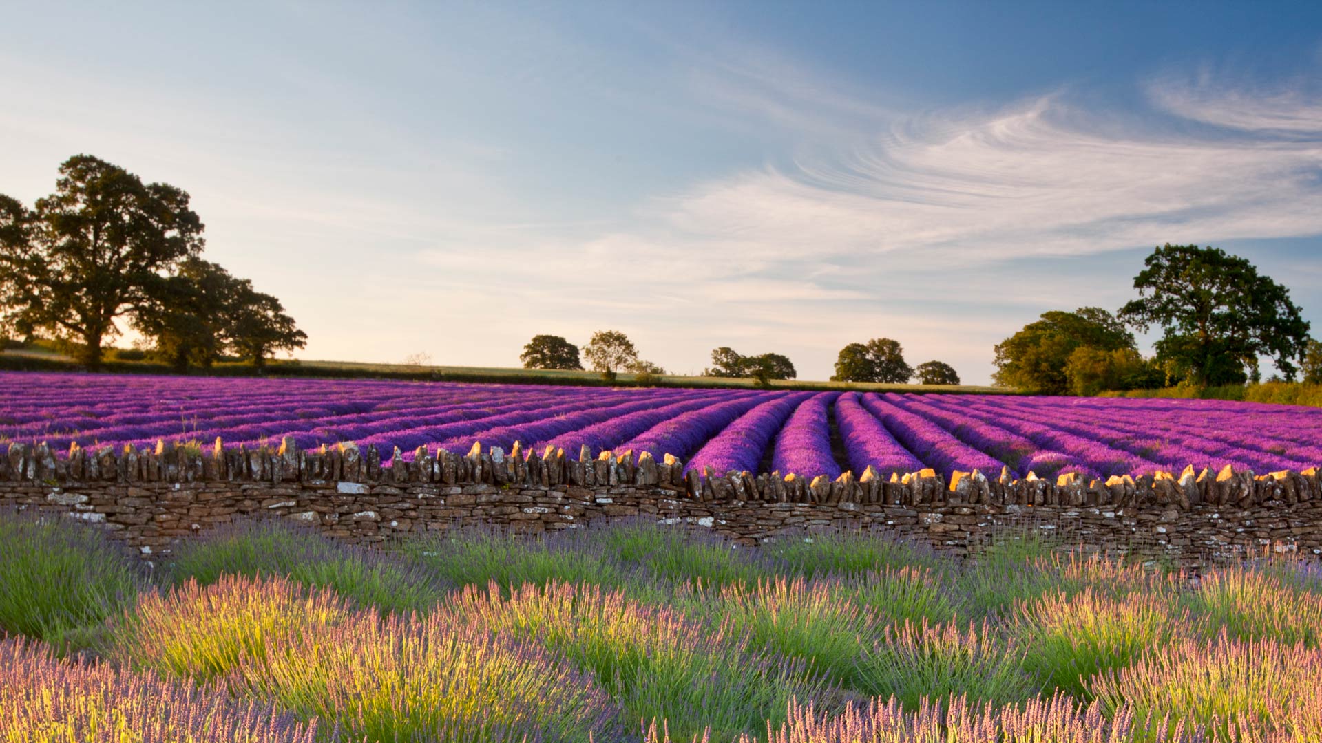 飘着香气的紫色海洋|萨默塞特郡的薰衣草田，英国 |© Doug Chinnery/Getty Images